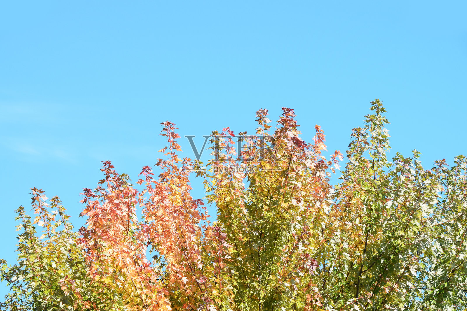 秋天的树梢上，背景是湛蓝的天空照片摄影图片