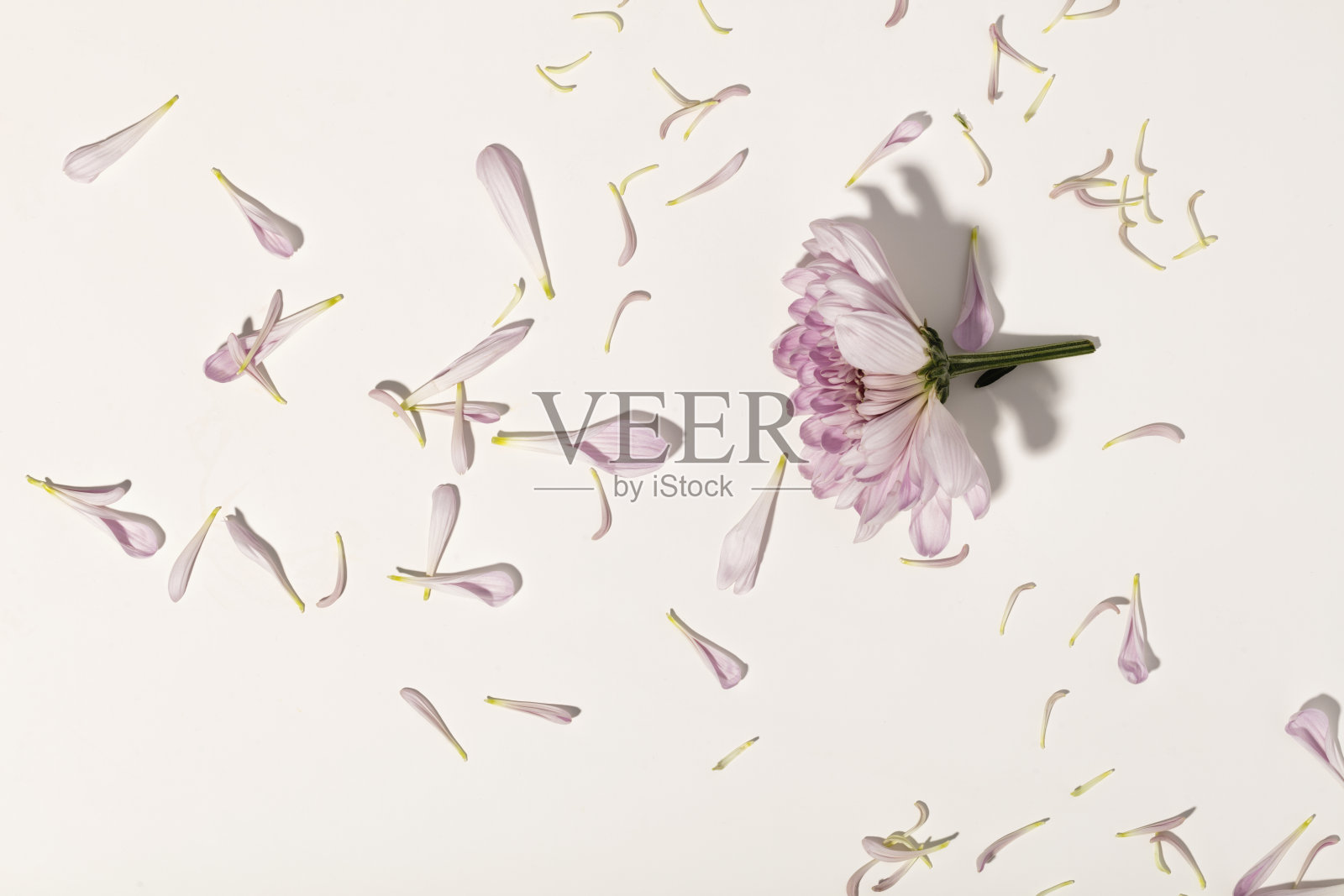 白色背景上的花和花瓣照片摄影图片