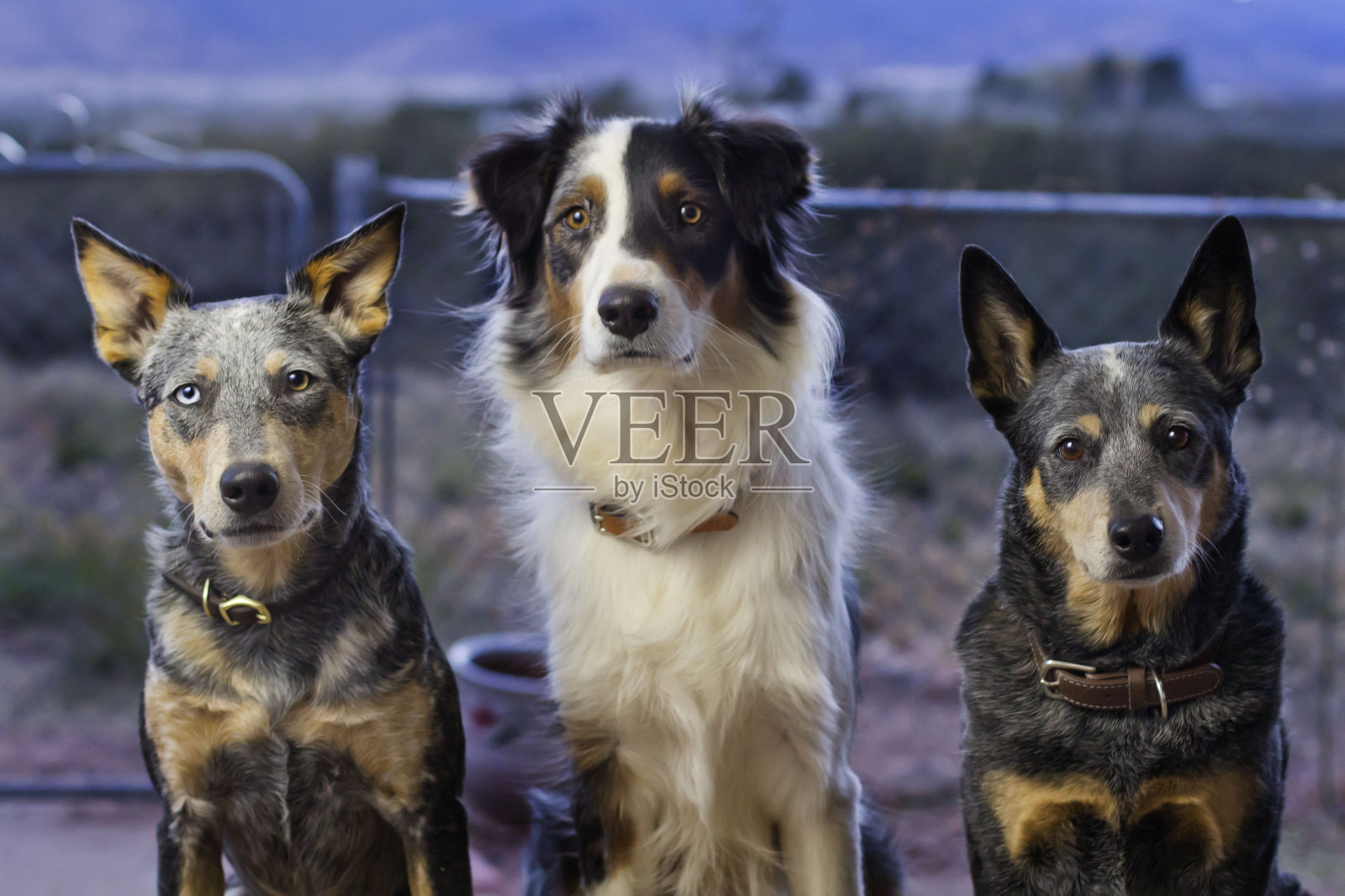 三只狗坐在外面半身像射击照片摄影图片