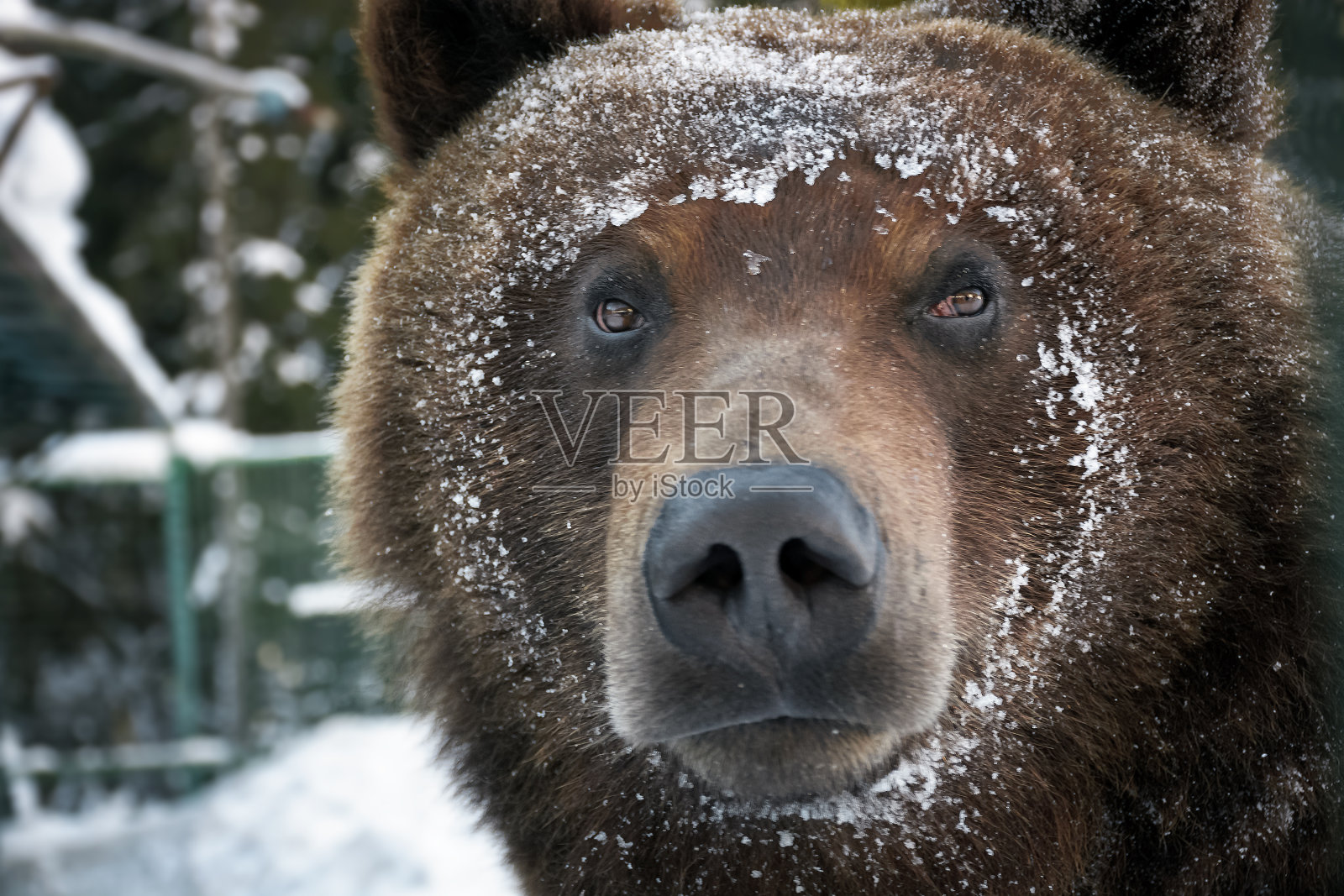雪中棕熊的口吻照片摄影图片
