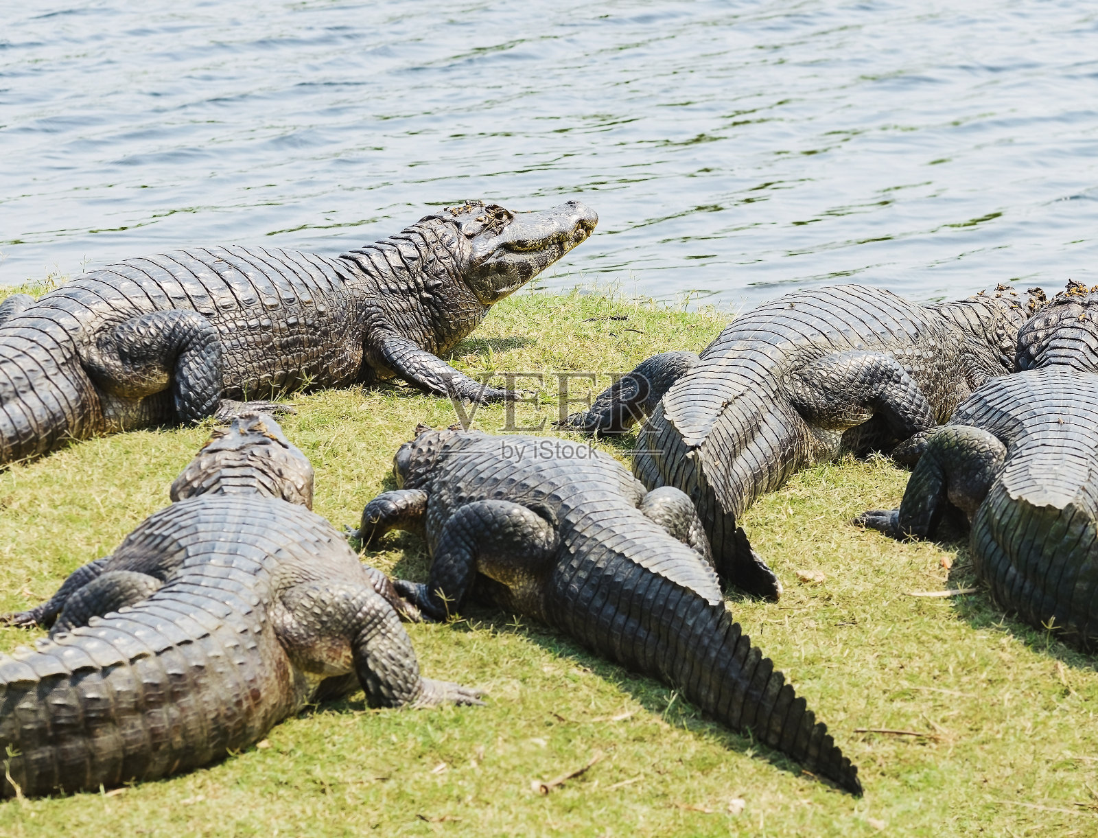 一群野生短吻鳄在巴西潘塔纳尔河边晒太阳照片摄影图片