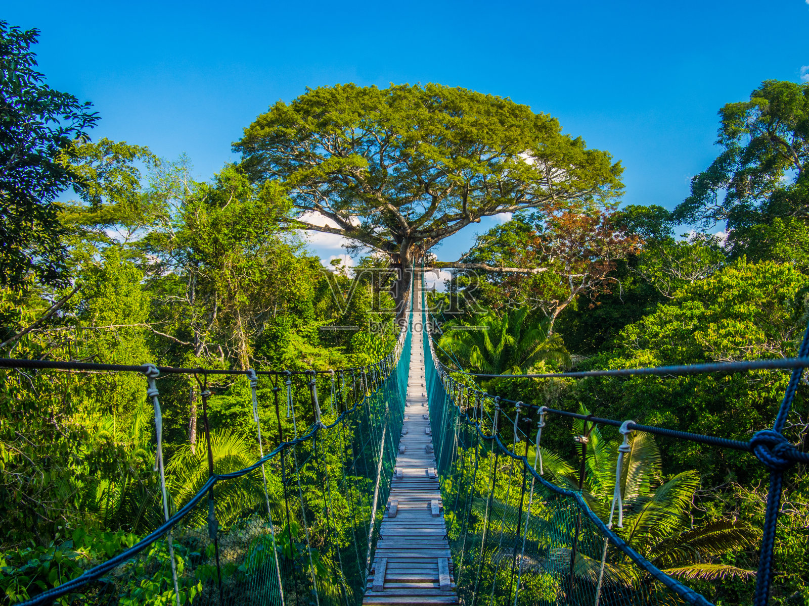 通往地球母亲的道路，在一个高高的吊桥在亚马逊树冠，秘鲁照片摄影图片
