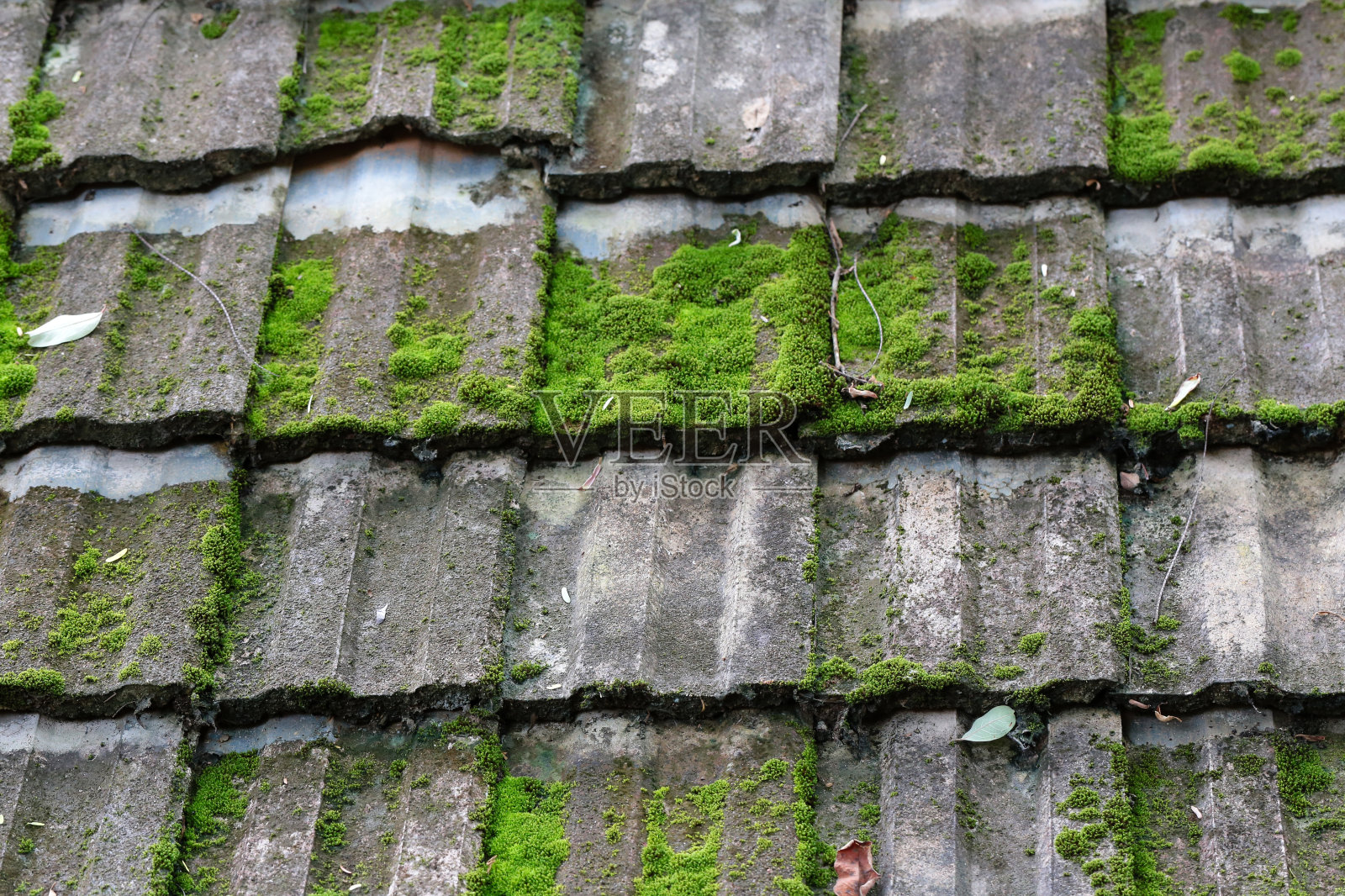 瓷砖屋顶上的苔藓特写作为背景纹理照片摄影图片