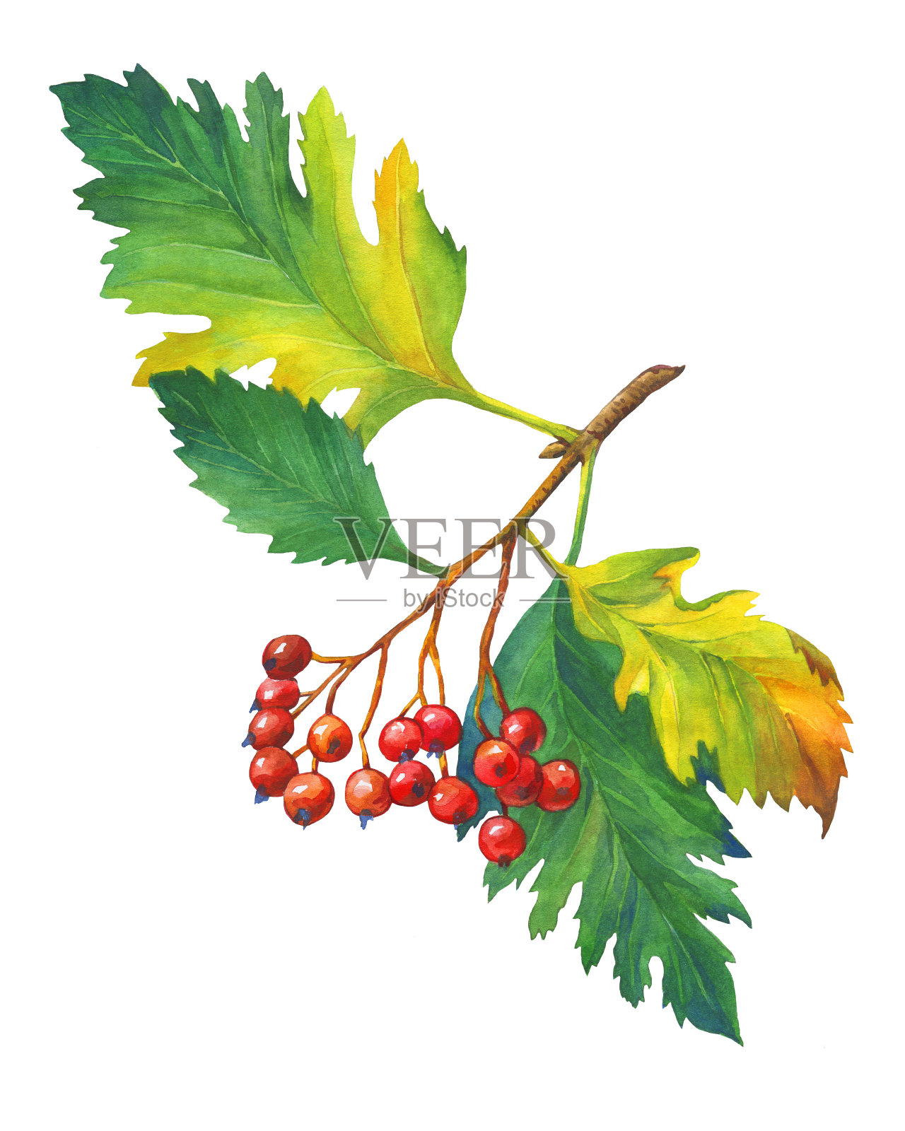 有秋叶和红浆果的山楂树枝。水彩画，孤立在白色背景上。插画图片素材