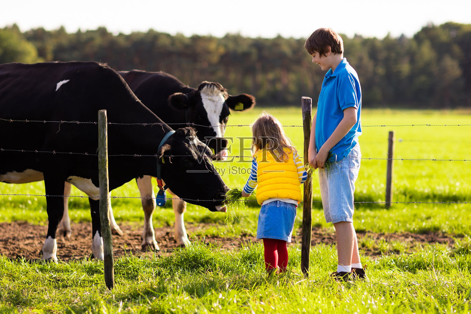 孩子们在农场喂牛照片摄影图片