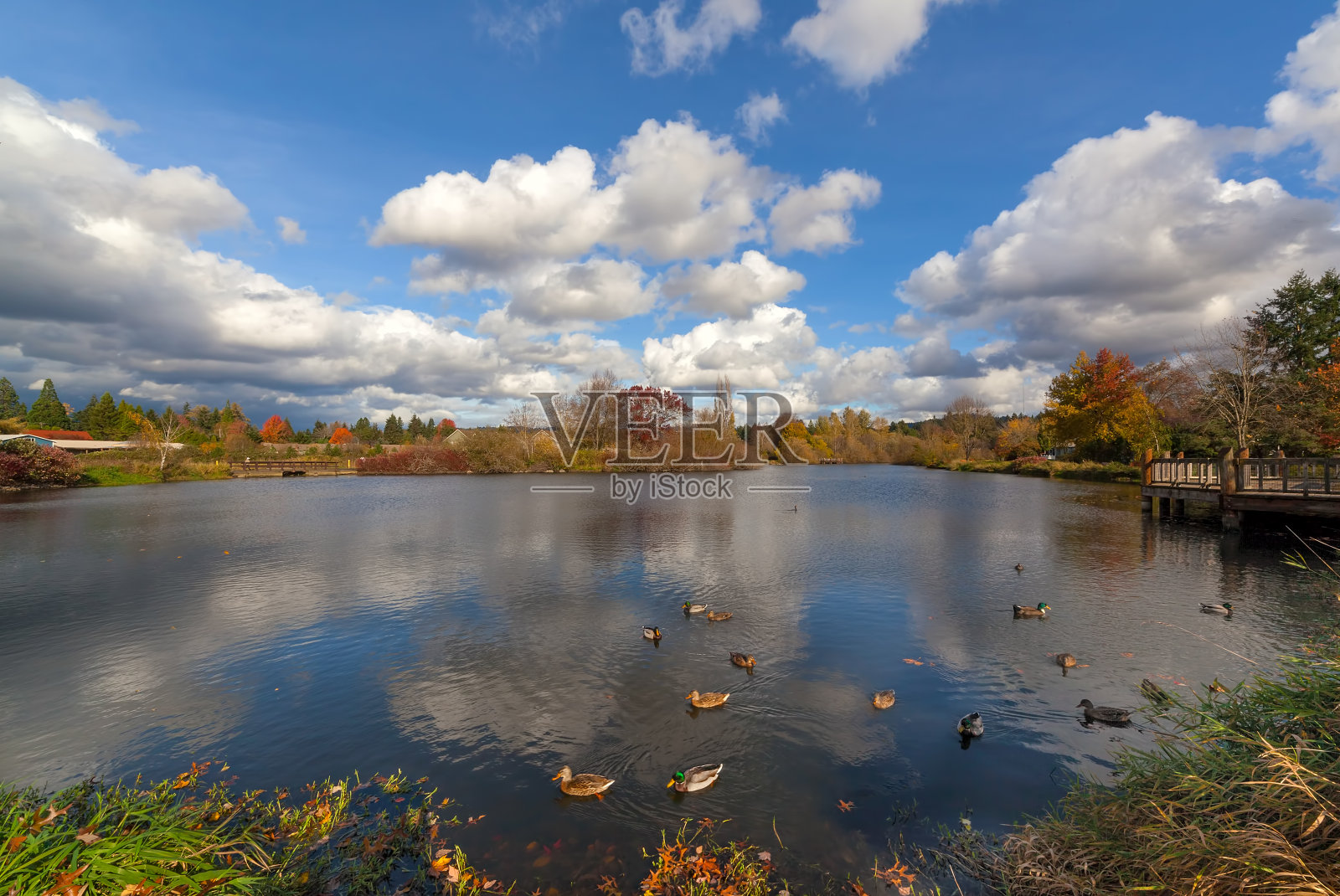 美国俄勒冈州比弗顿的联邦湖公园，在一个美丽的秋天照片摄影图片