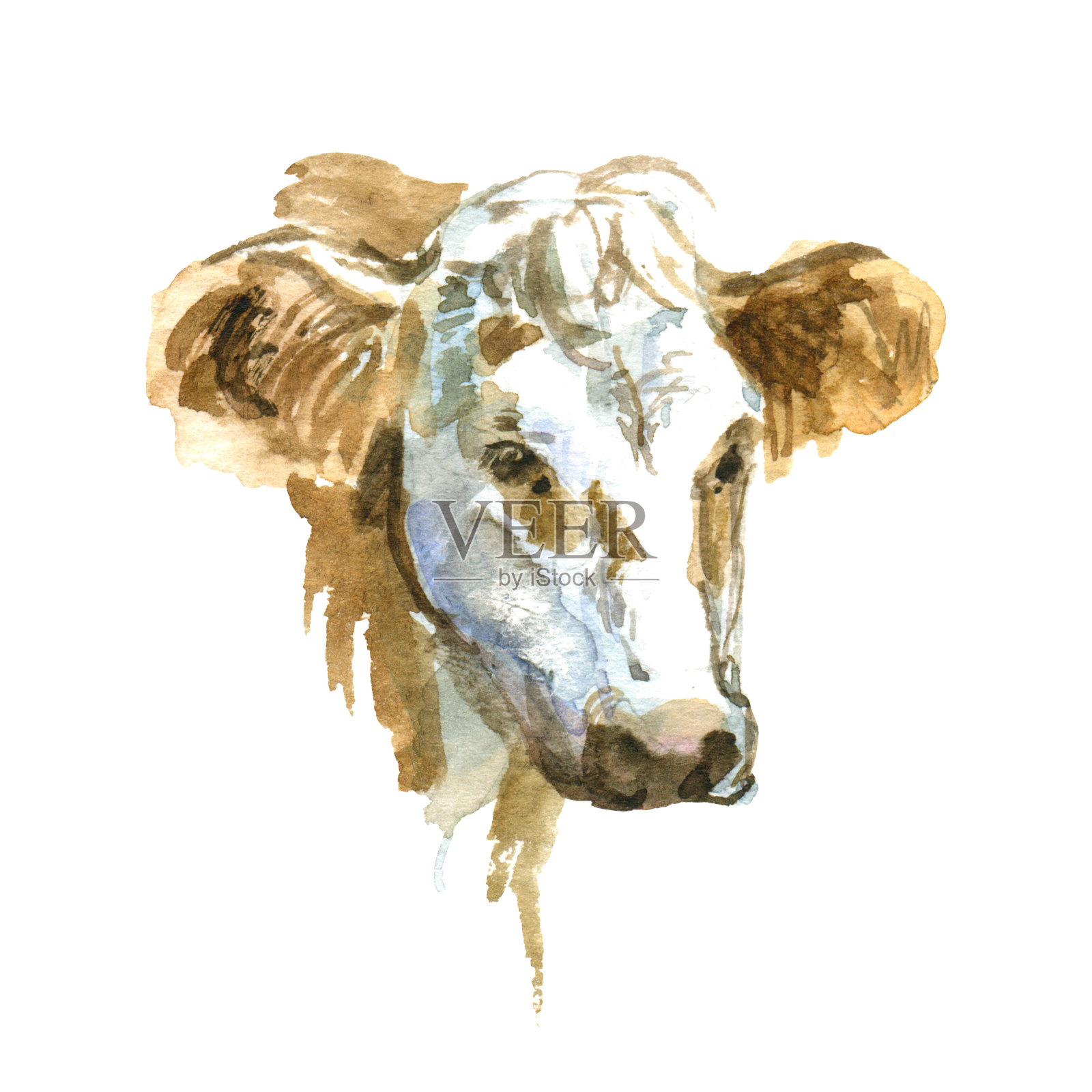 水彩牛。农场动物肖像。手绘插图插画图片素材