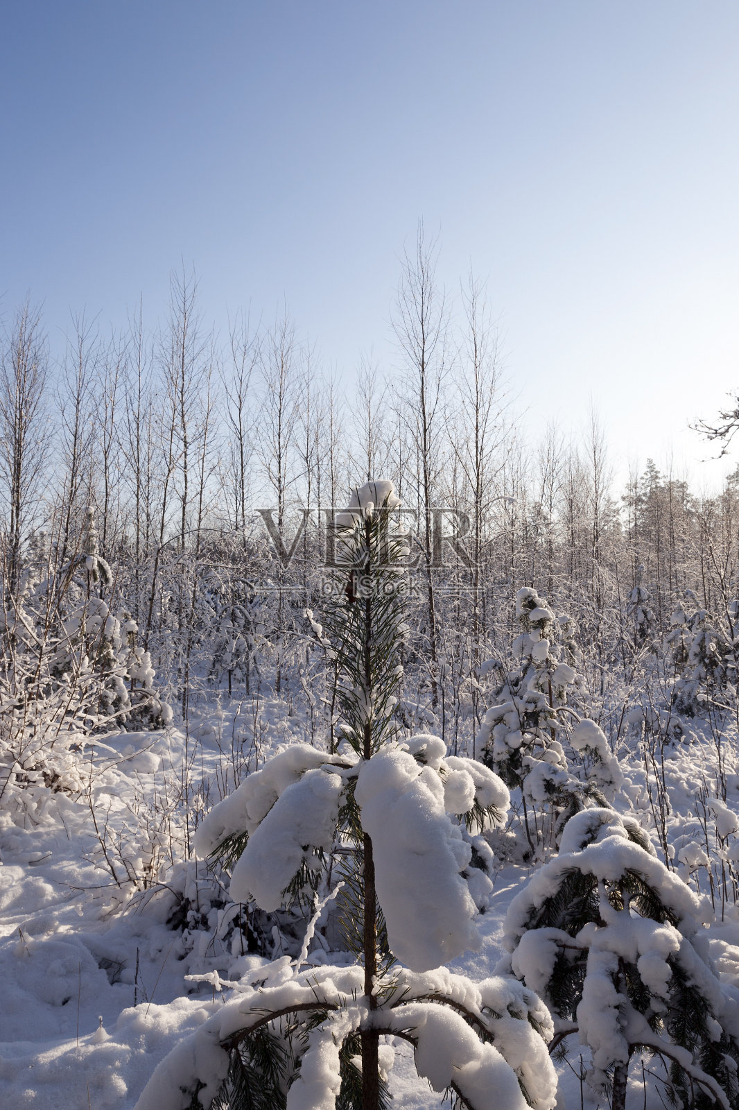树木在冬天照片摄影图片