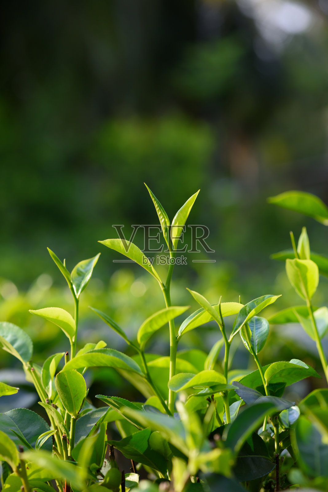茶树有新鲜的茶叶和芽照片摄影图片