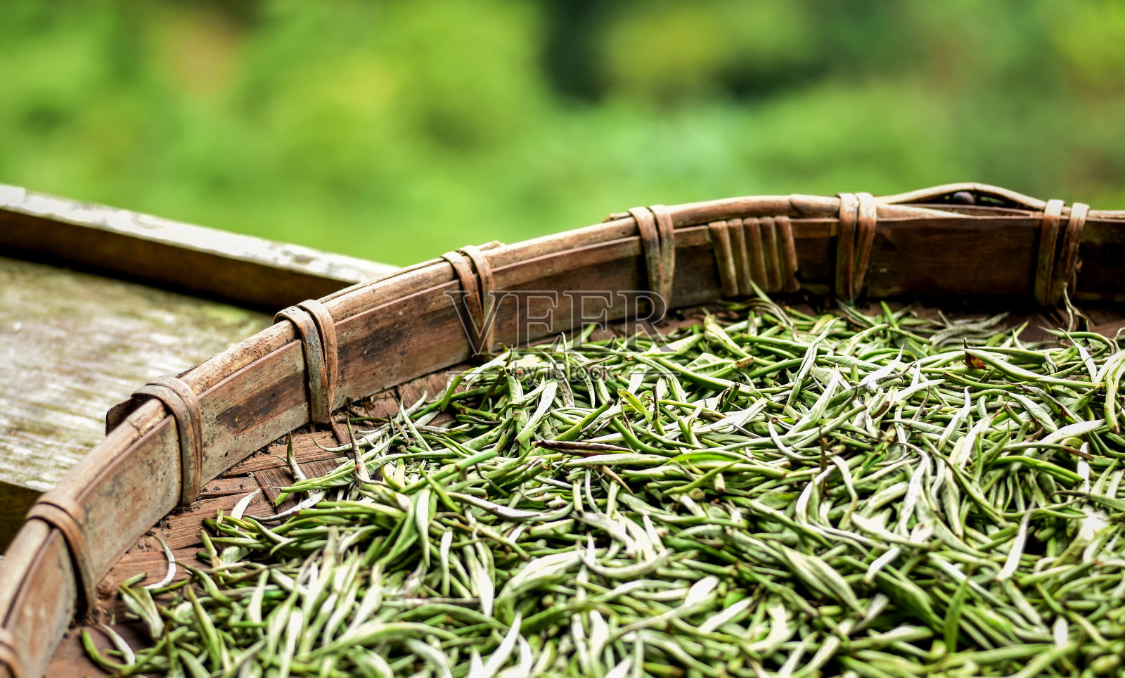 优质的新鲜绿茶被称为“白茶”。照片摄影图片