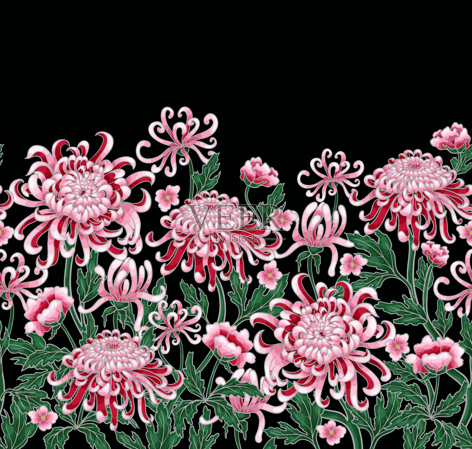 一套植物花菊花。矢量手绘制金菊插图为您的设计。插画图片素材