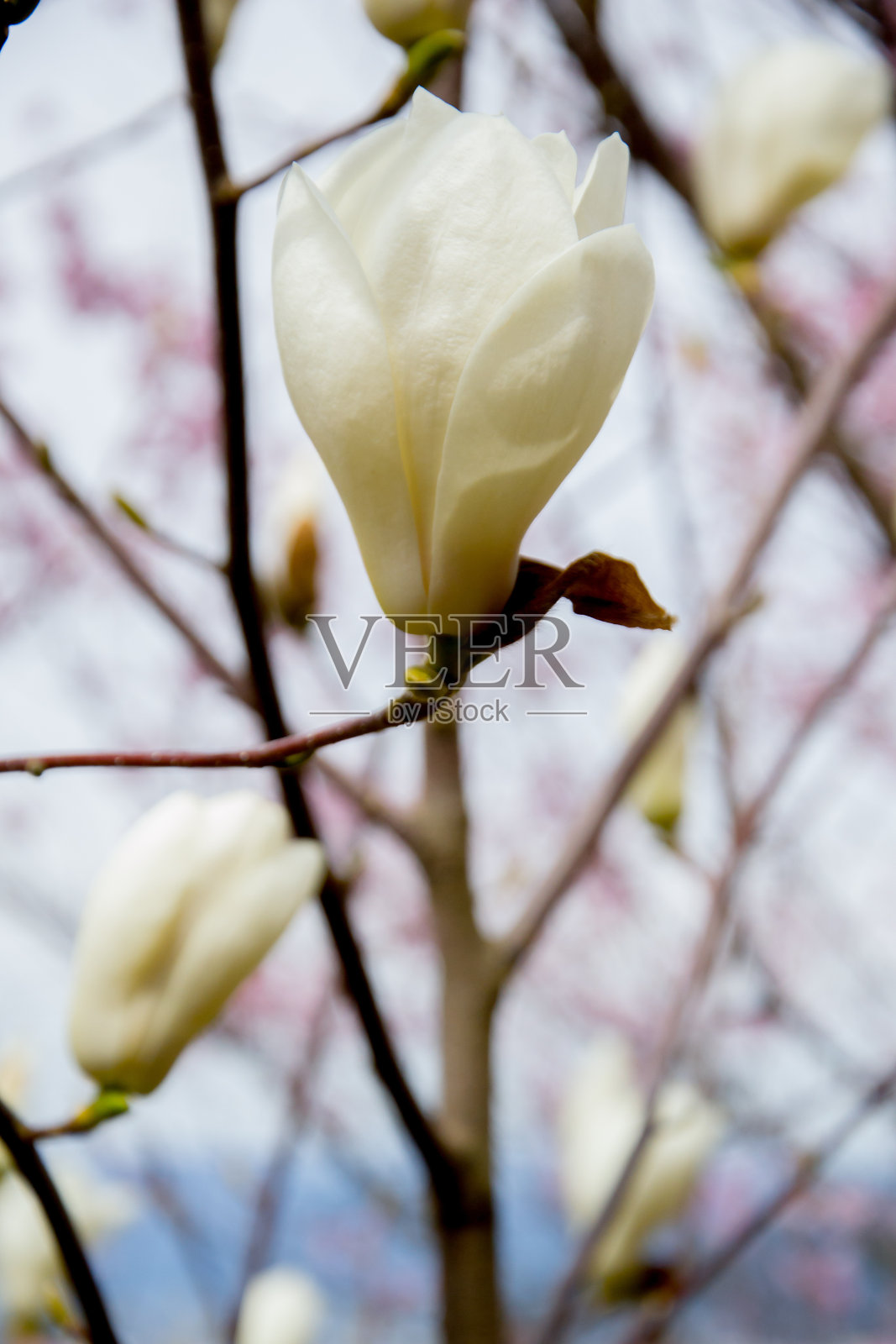 白玉兰花花山公园，福岛，日本东北。照片摄影图片