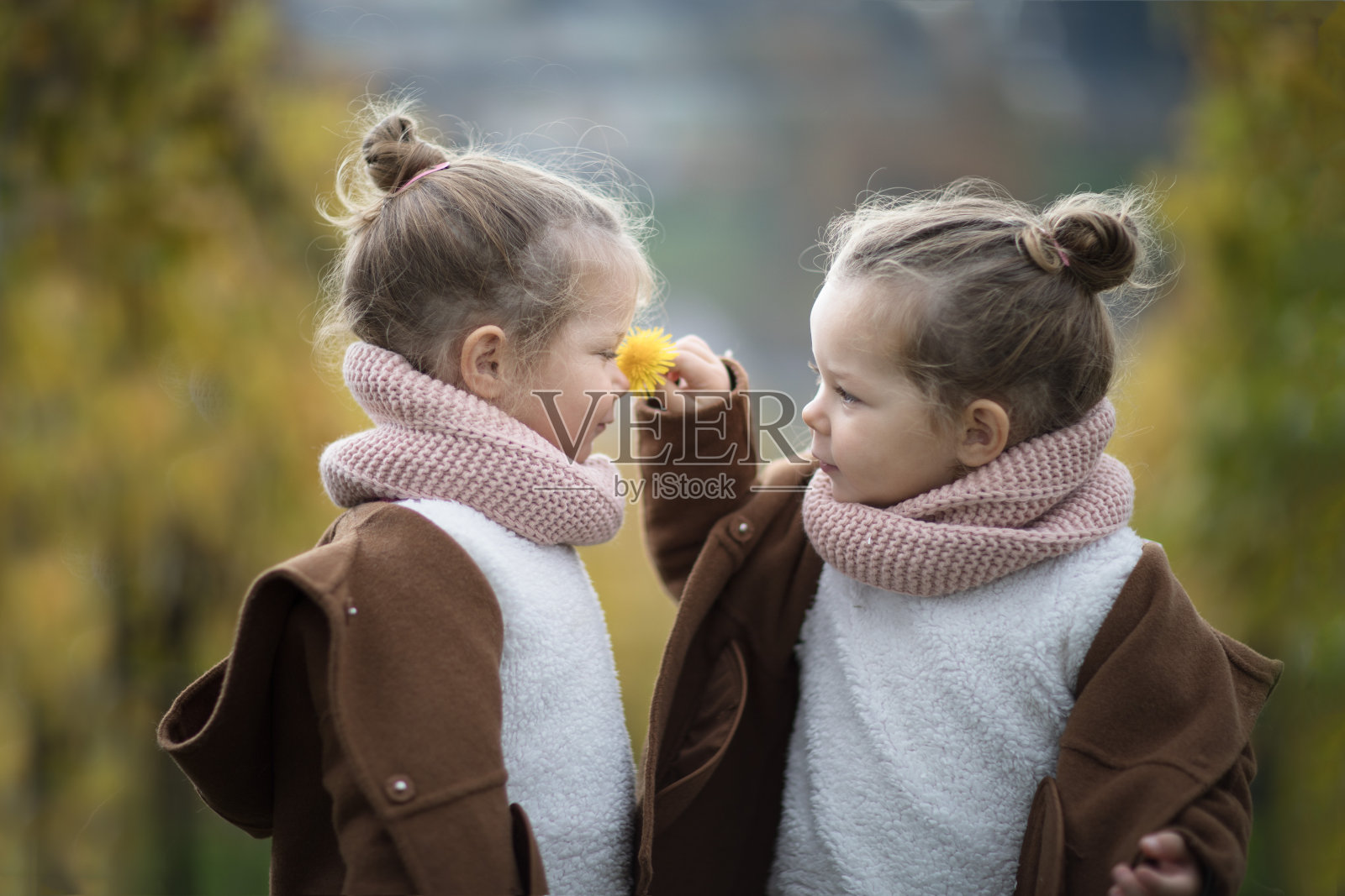两个一模一样的双胞胎女孩闻着花照片摄影图片