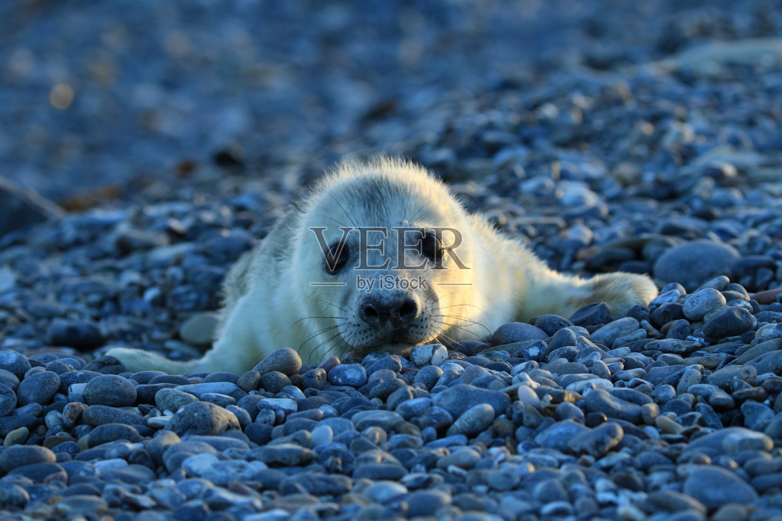灰色海豹(石斑鱼)德国黑尔戈兰小狗照片摄影图片