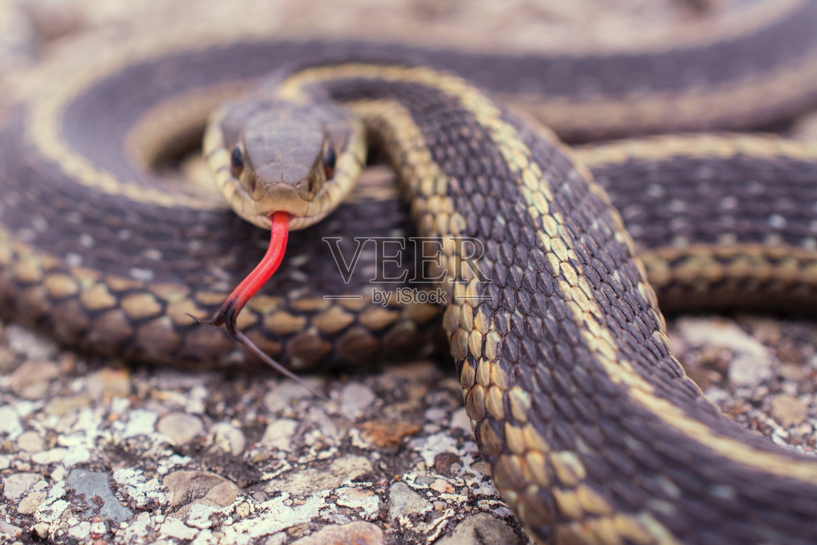 一条吊袜带蛇蜷成一团看着镜头，伸出红黑相间的舌头照片摄影图片