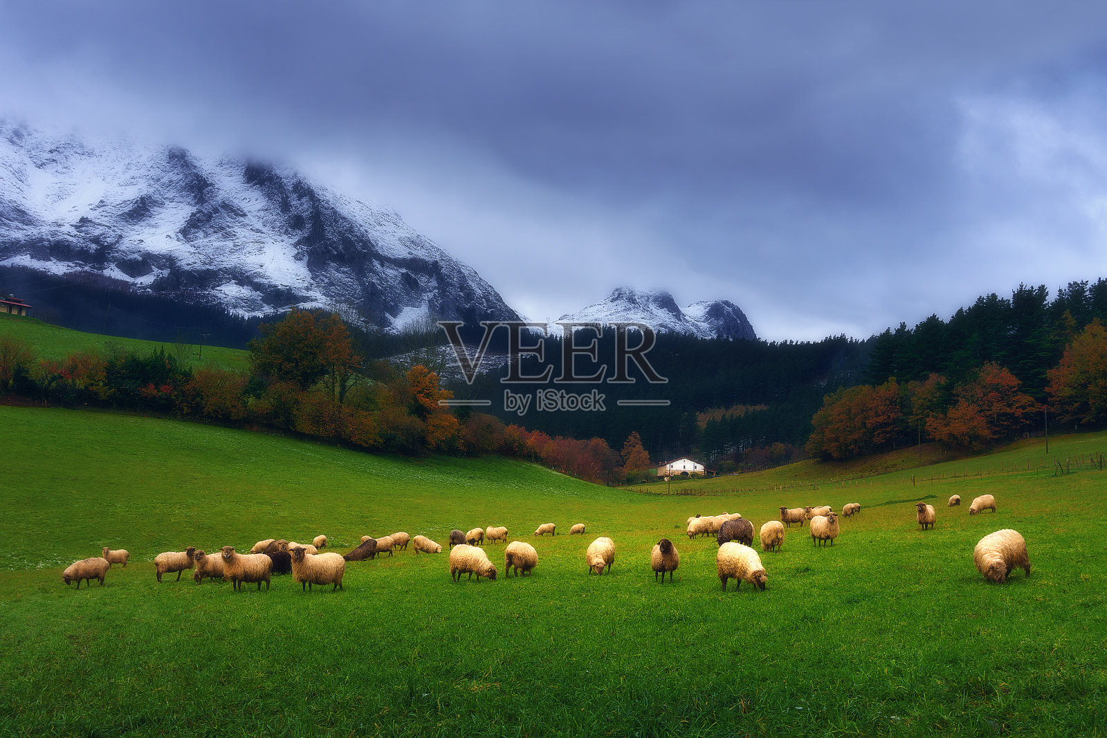 巴斯克地区放牧的绵羊照片摄影图片