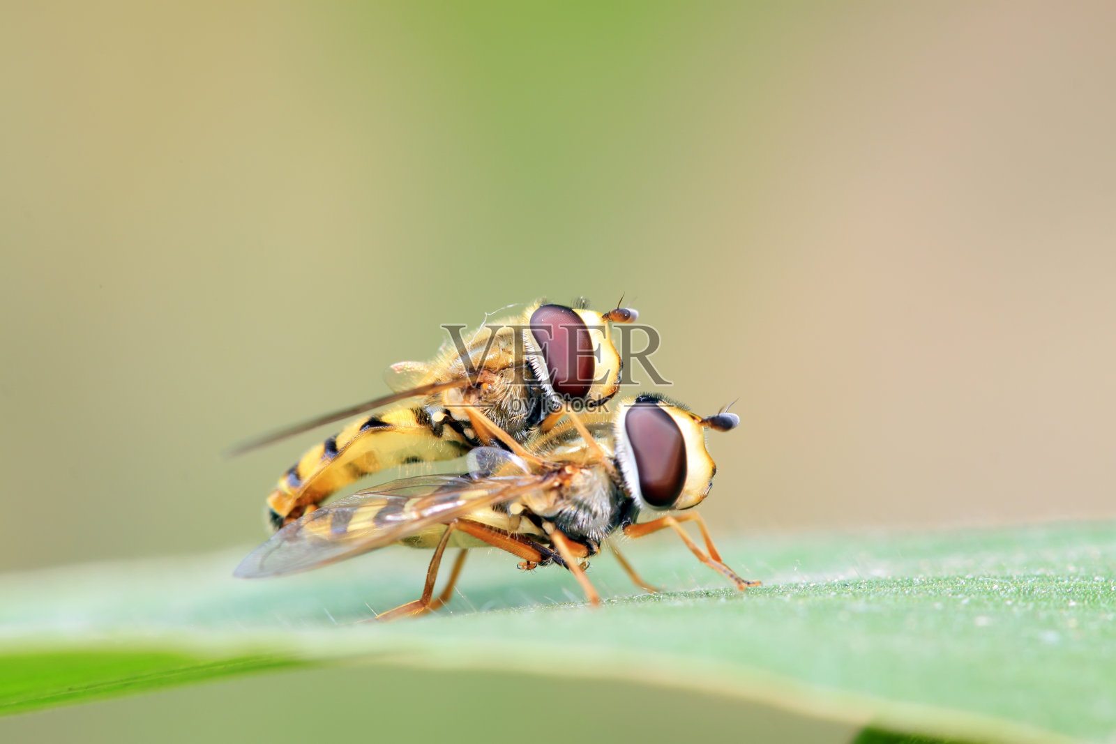 野生植物上的食蚜蝇科照片摄影图片