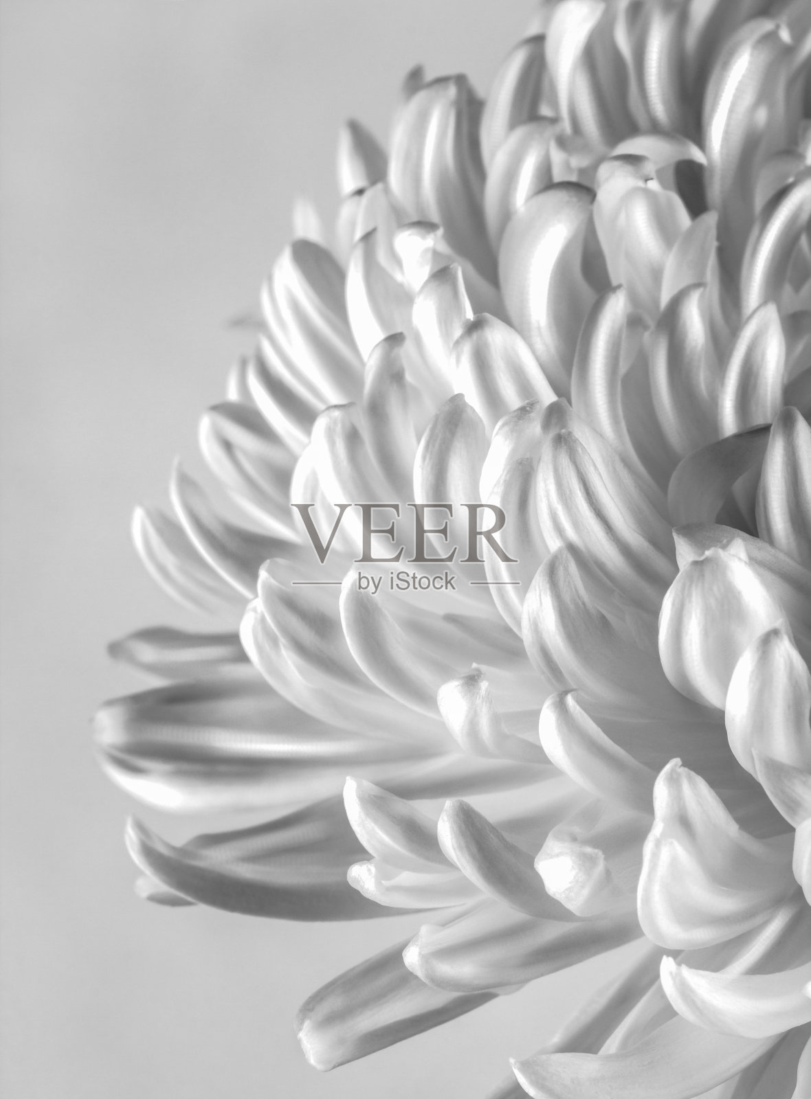 黑色和白色的Cremone菊花花照片摄影图片