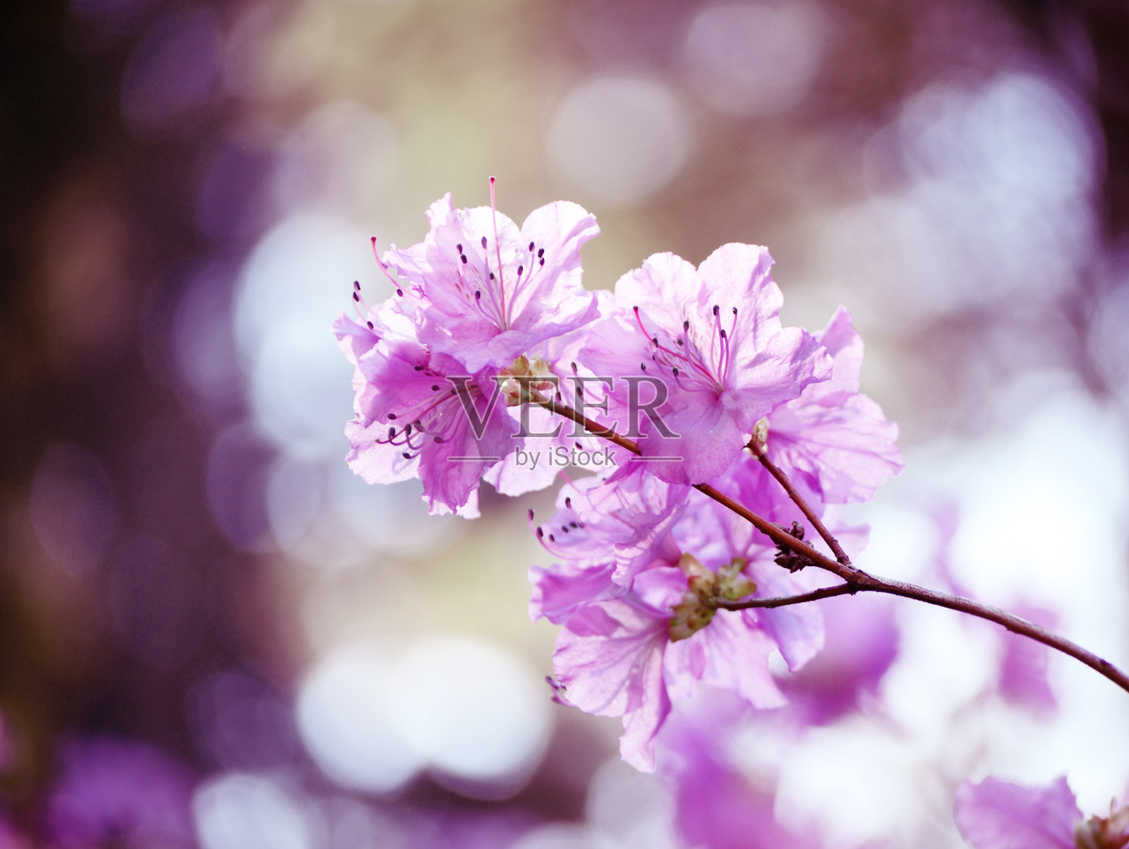 杜鹃dauricum。杜鹃分支。花园里开着柔和的粉红色杜鹃花。美丽的亚洲春花。照片摄影图片