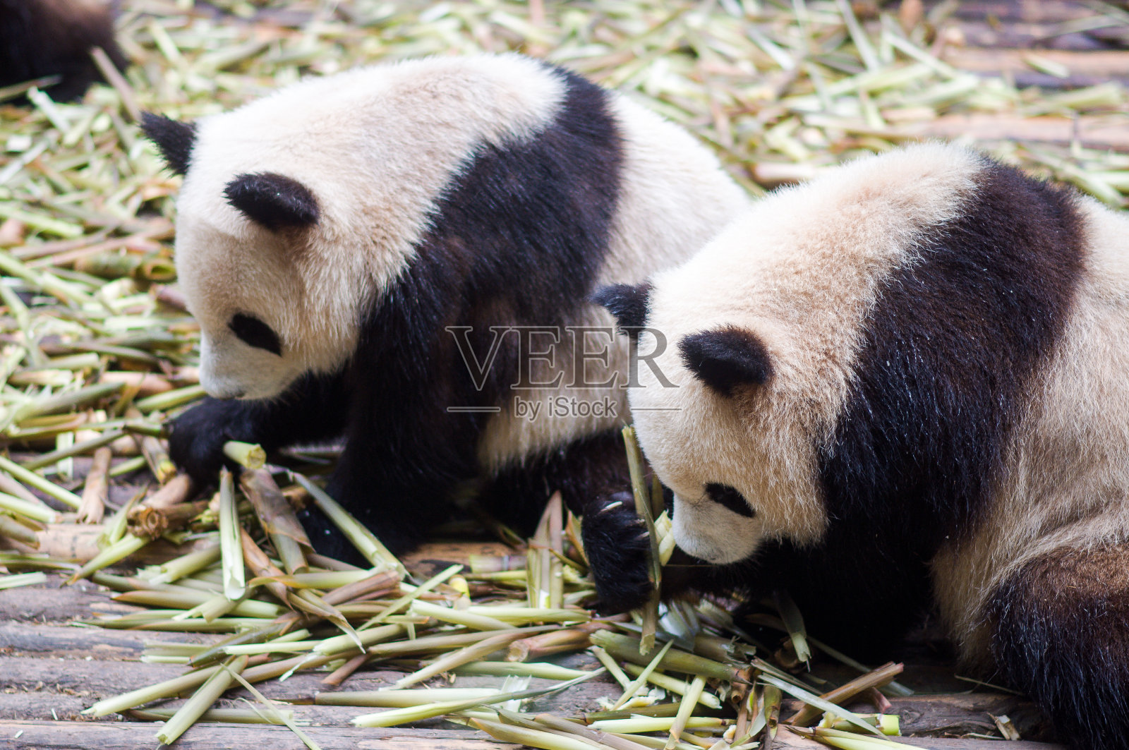 大熊猫吃竹子由成都照片摄影图片