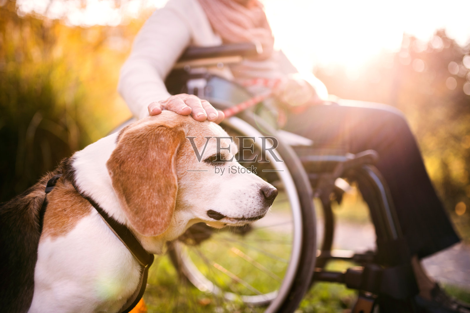 一个坐在轮椅上的老妇人和一只狗在秋天的大自然中。照片摄影图片
