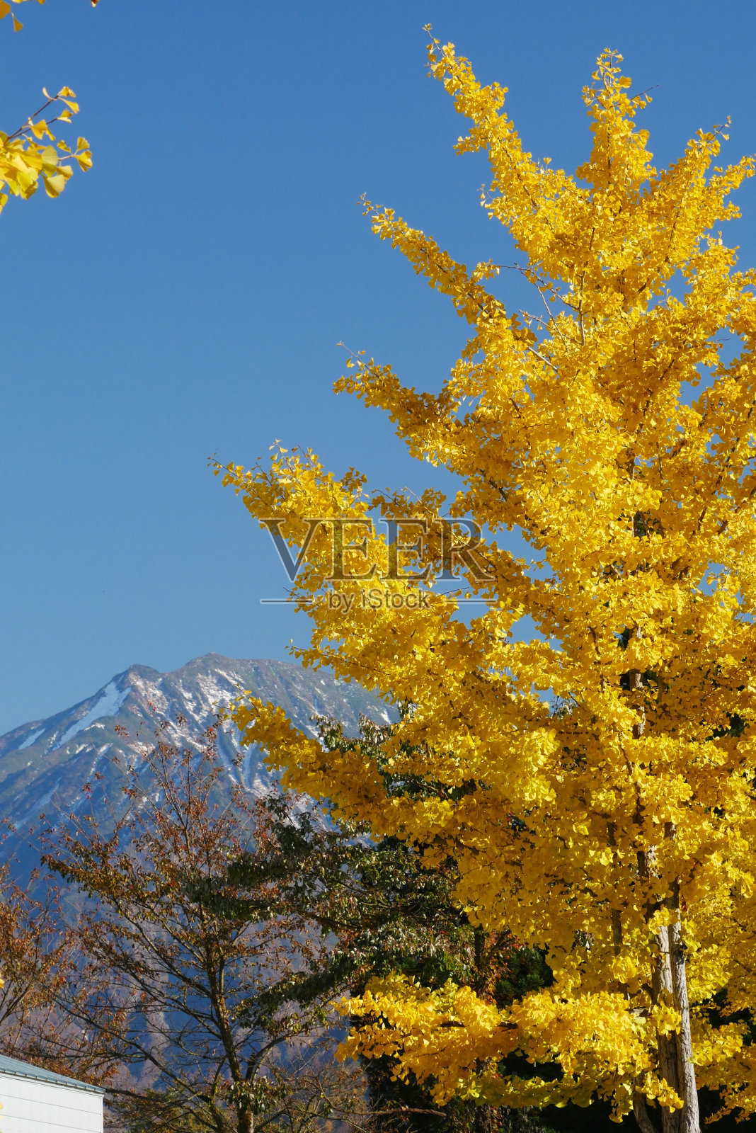 秋天的山在新泻照片摄影图片