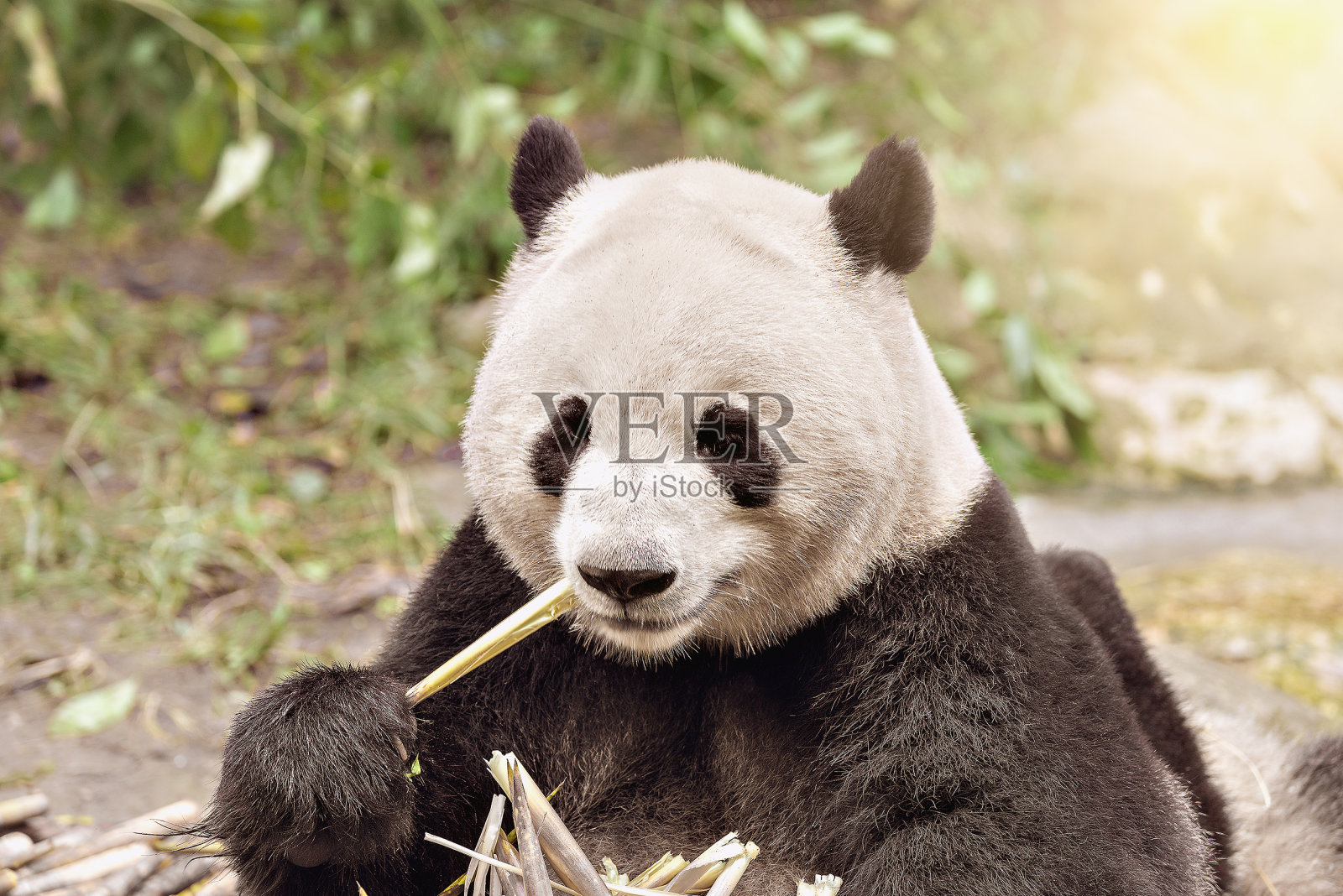 大熊猫吃竹子。照片摄影图片