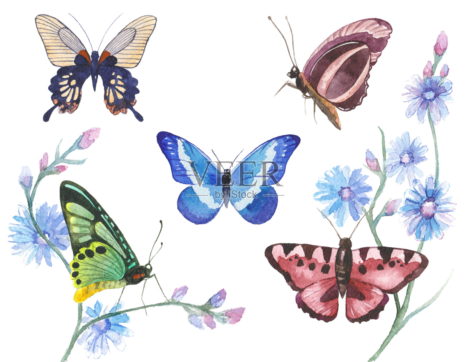 水彩蝴蝶插图插画图片素材