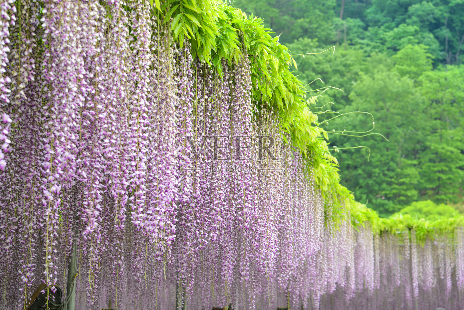 紫色的紫藤,日本照片摄影图片