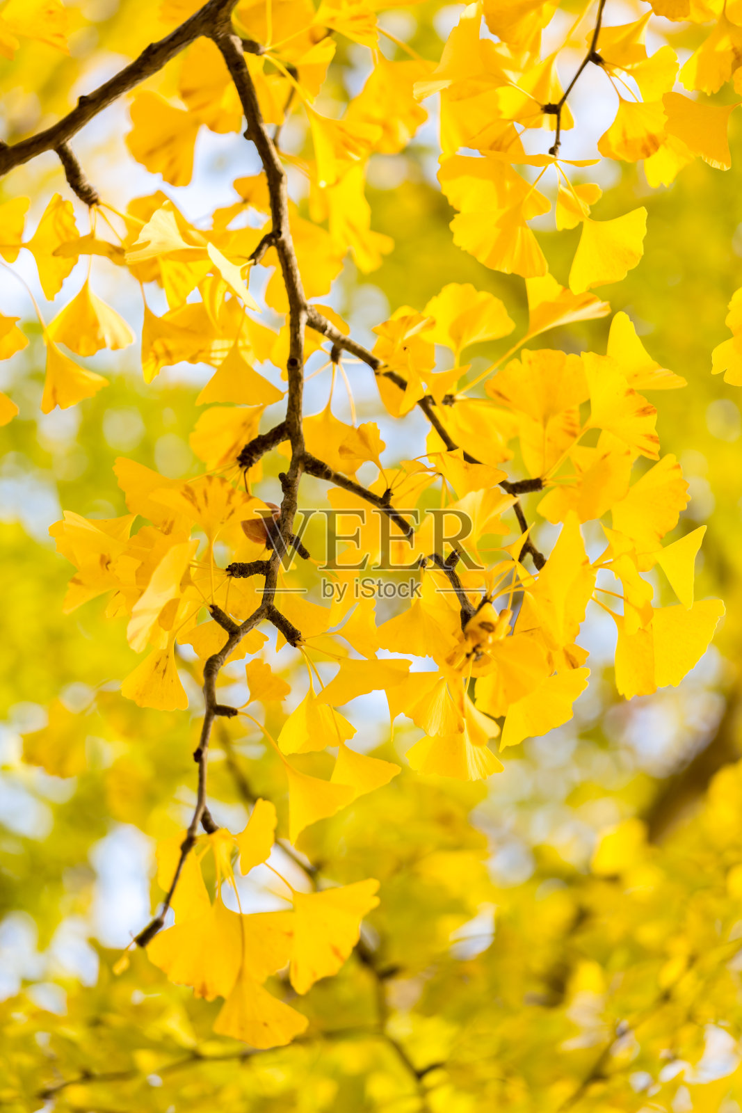 秋天银杏树木照片摄影图片