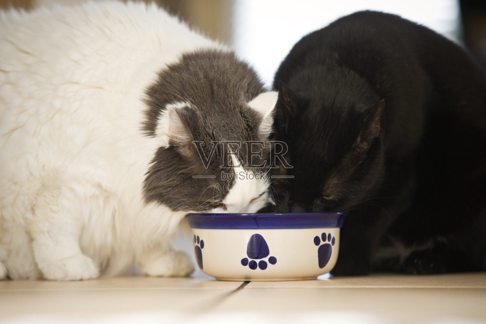两只猫分享一盘食物照片摄影图片