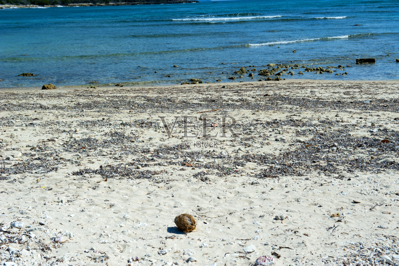 沙滩上的椰子照片摄影图片