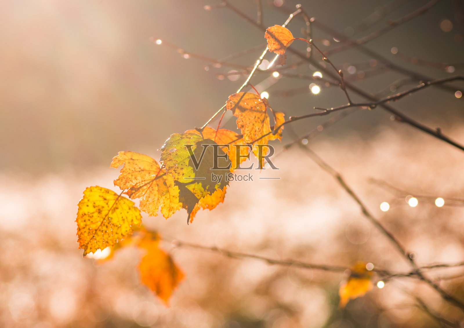 桦树的叶子背景，五彩缤纷的秋天照片摄影图片