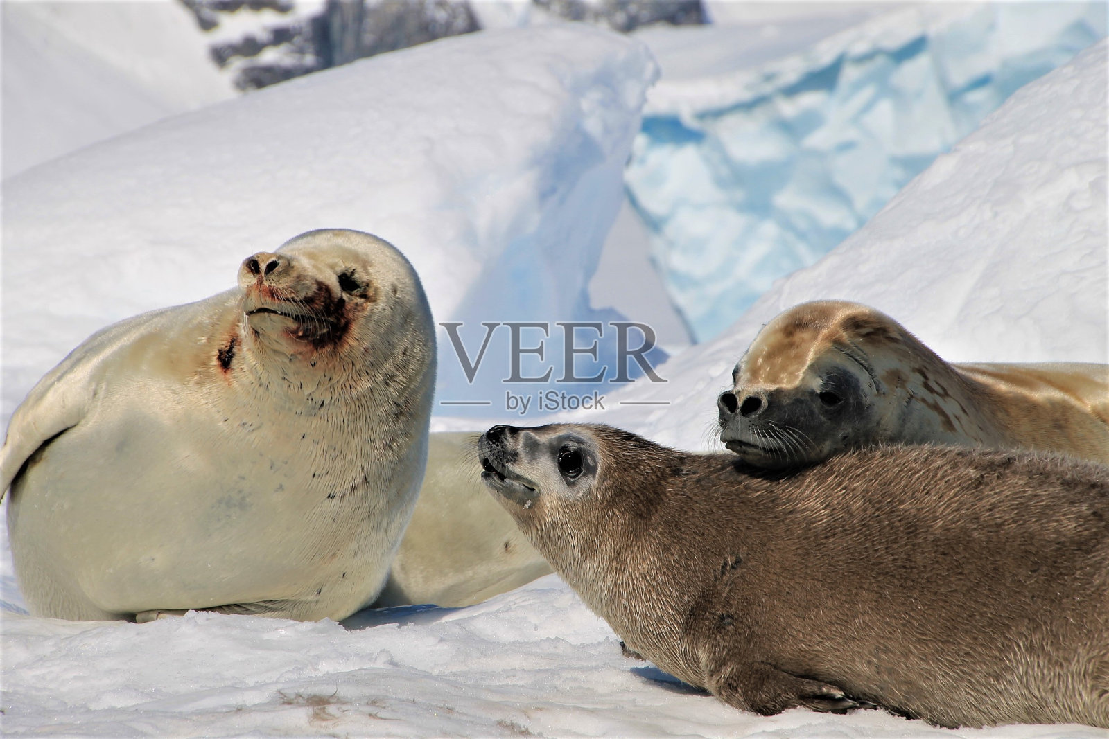 南极海豹家族照片摄影图片