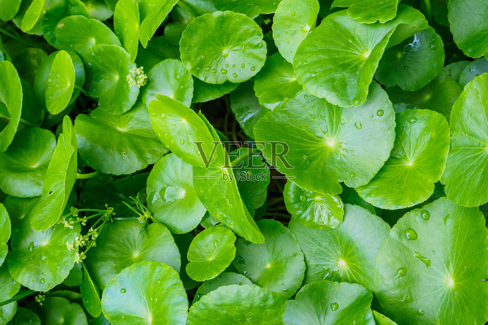 亚洲积雪草的中草药叶，称为可拉草照片摄影图片