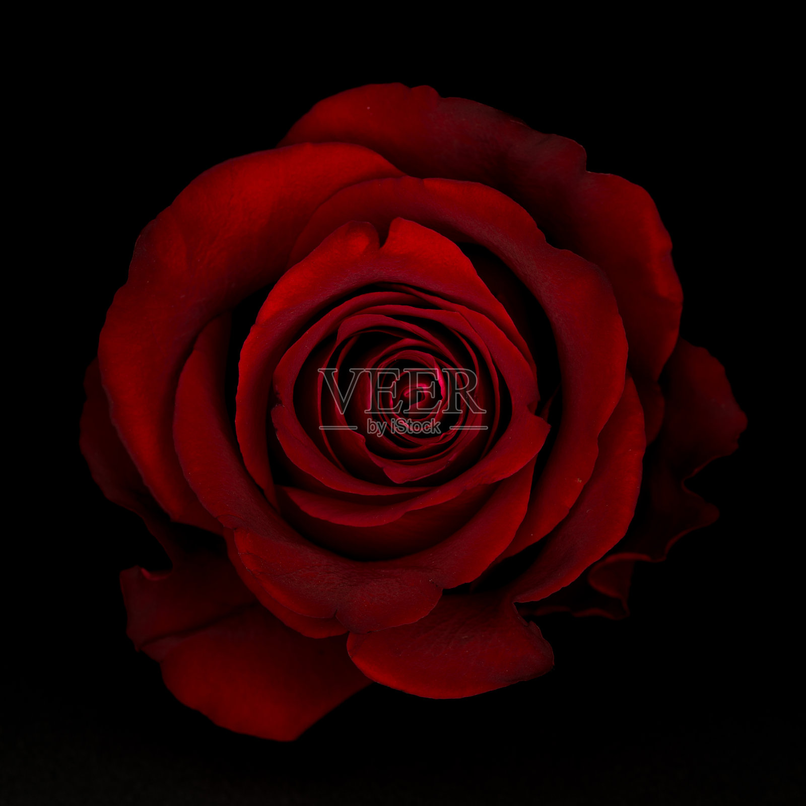 孤立在黑色背景上的红玫瑰照片摄影图片