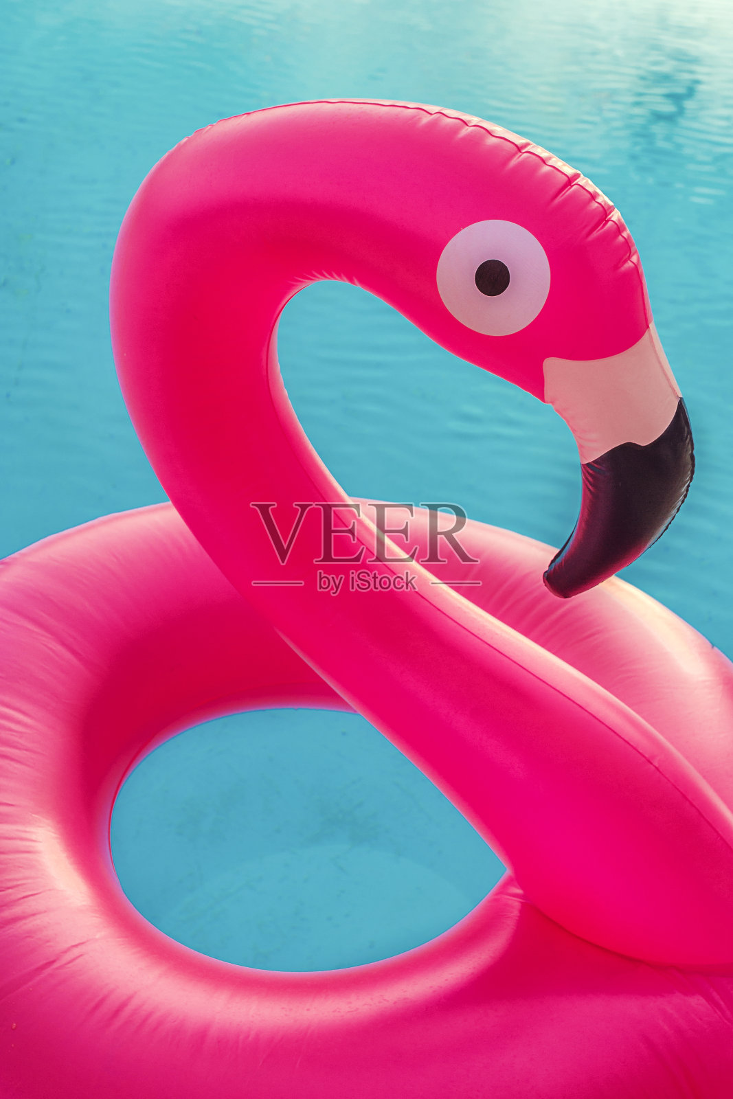 粉红色的火烈鸟照片摄影图片
