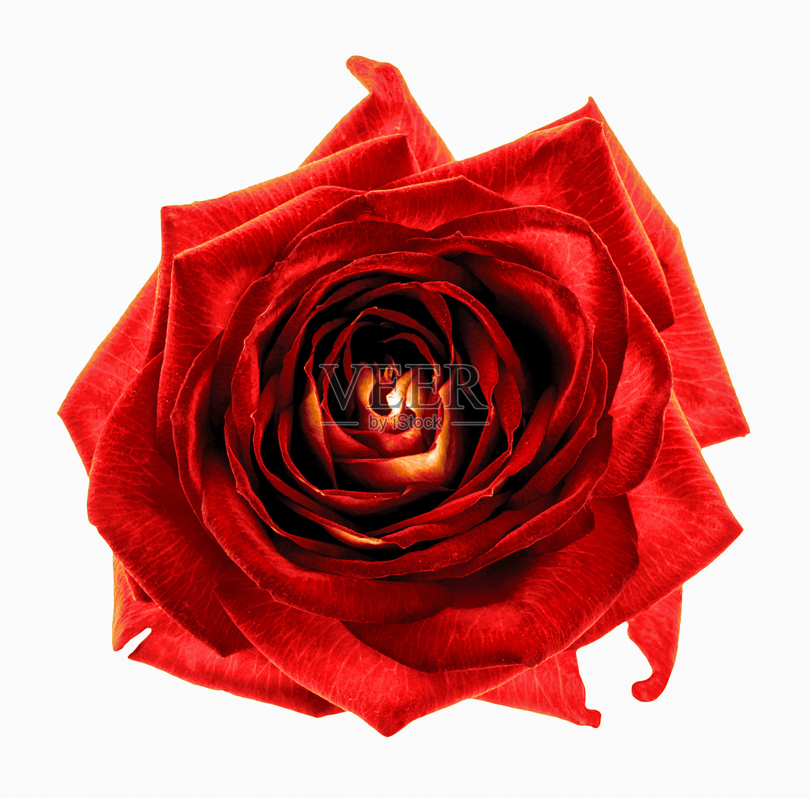 超现实的暗铬红玫瑰花宏孤立在白色照片摄影图片