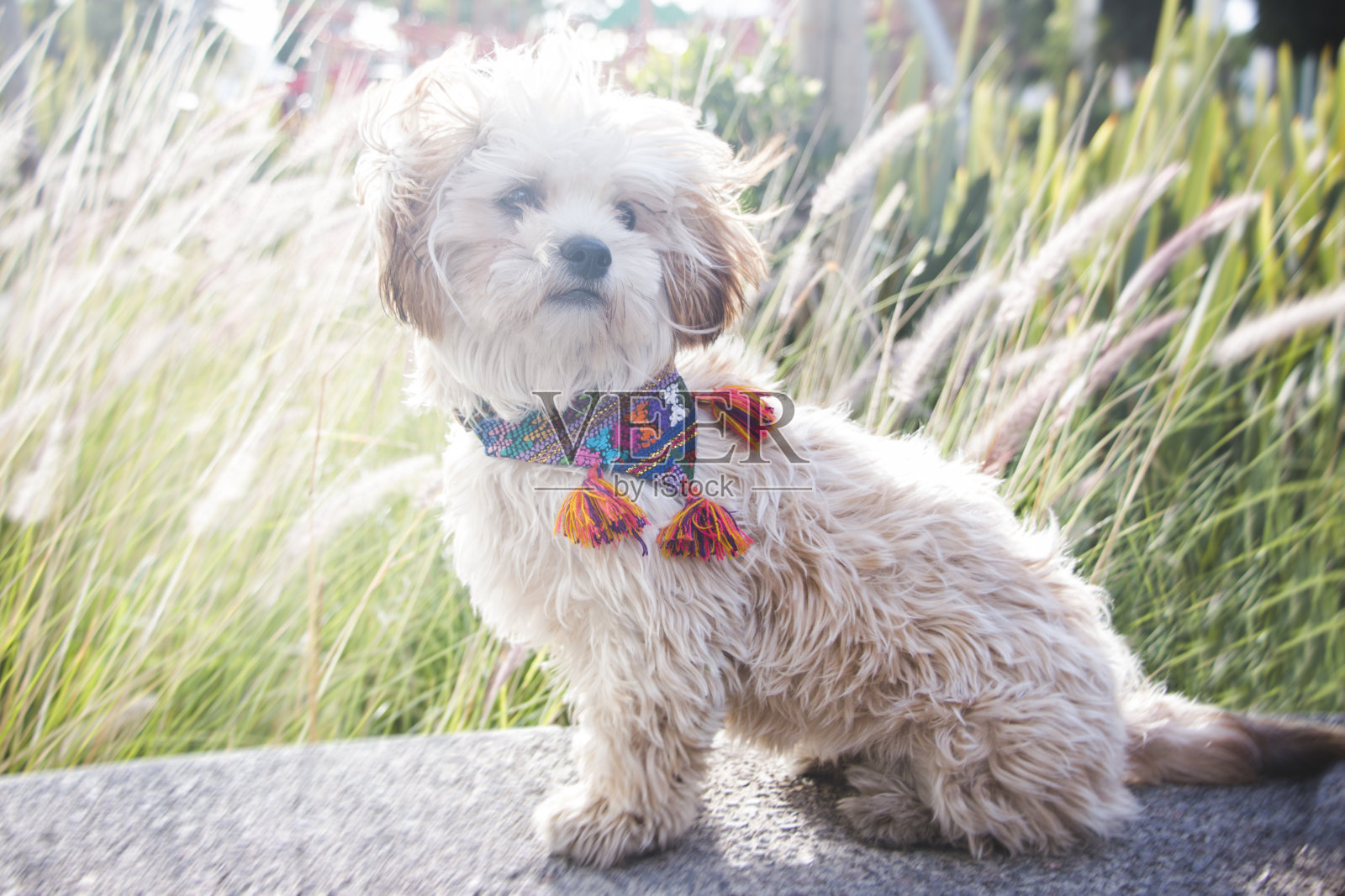 漂亮的毛茸茸和时尚的小狗在一个有风的日子照片摄影图片