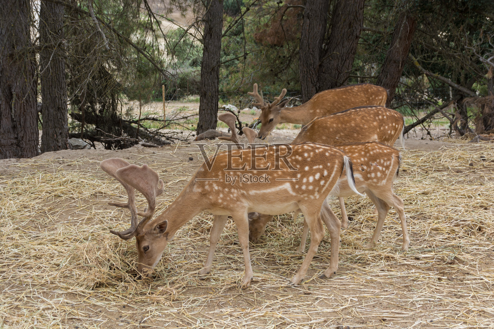四群休鹿Dama Dama在森林里吃草照片摄影图片
