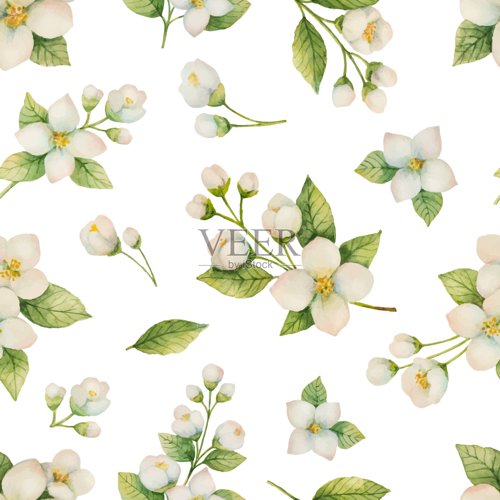 水彩矢量无缝花枝图案茉莉孤立在白色的背景上。插画图片素材