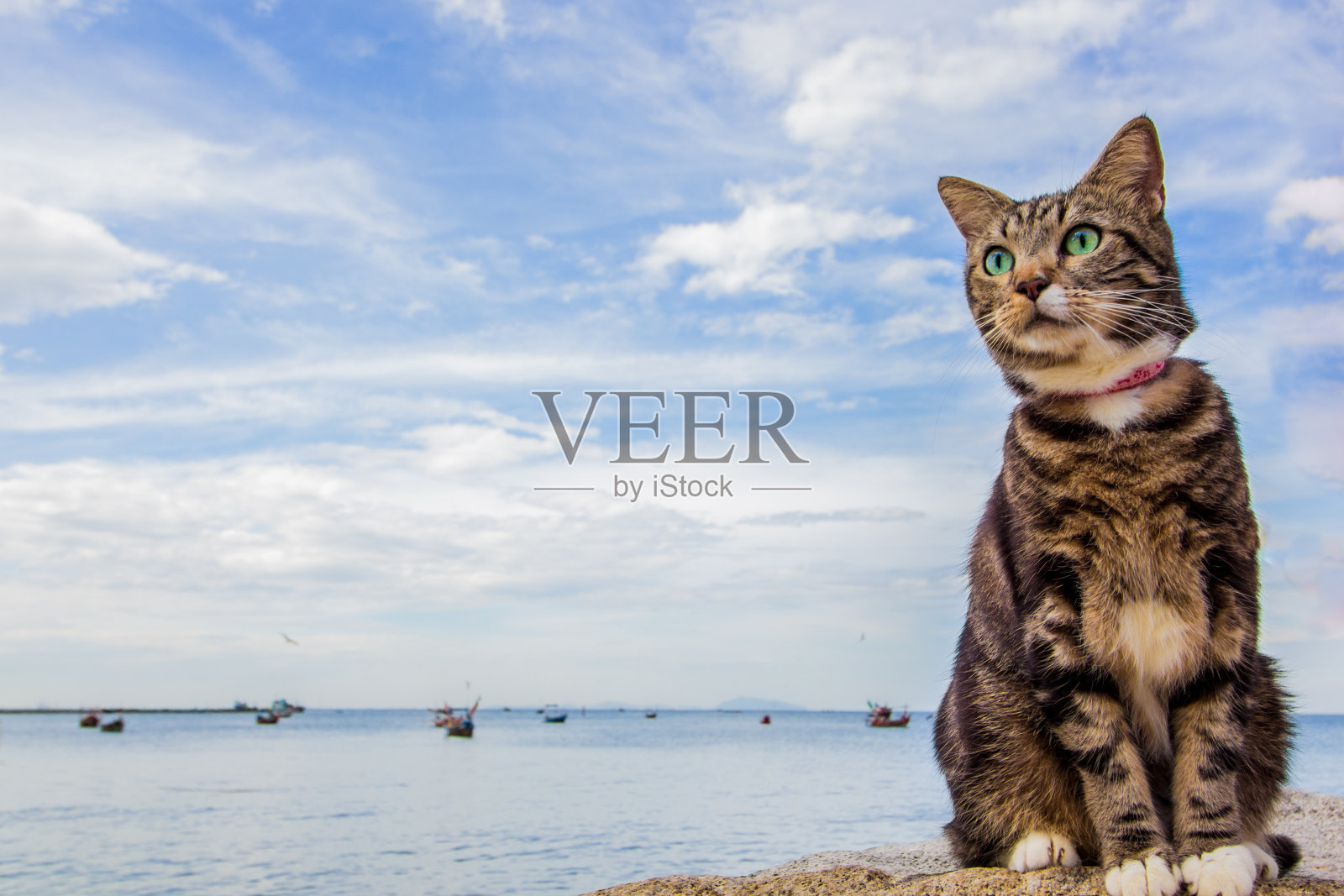虎斑猫的肖像，美国短毛猫放松地坐在海边的岩石上，美丽的亮蓝色的天空。照片摄影图片