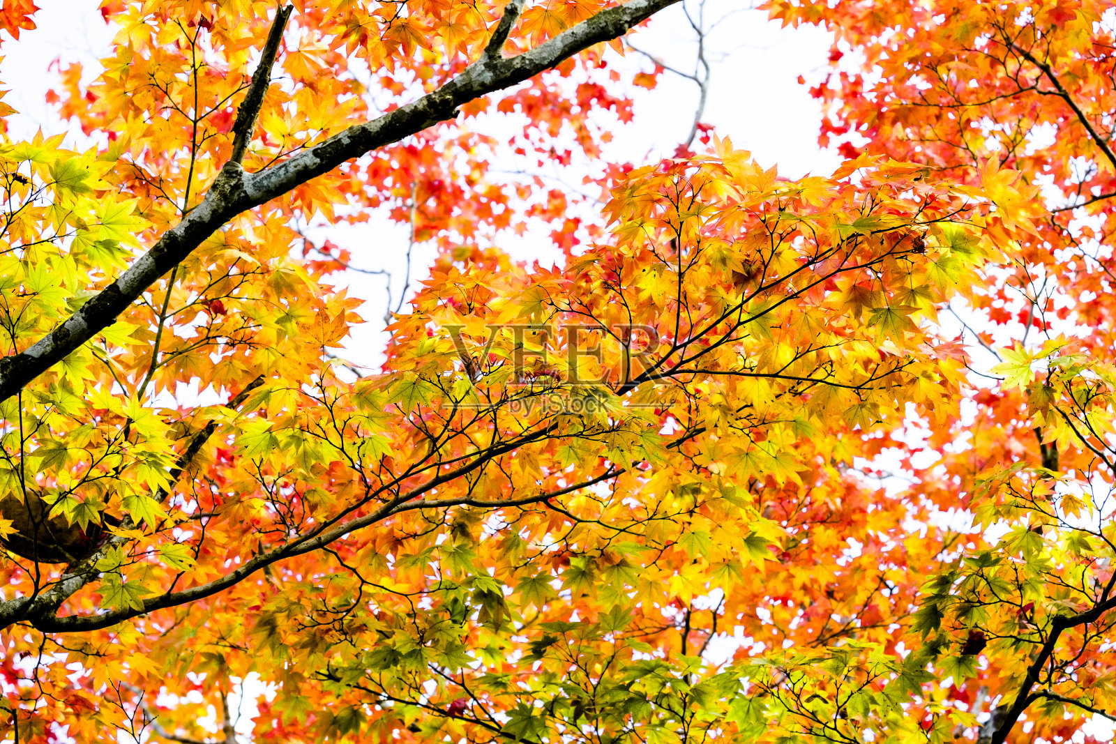 枫叶秋天的阳光，枫叶的树枝在秋天变成了红色，橙色，绿色，黄色的叶子在秋天的季节照片摄影图片