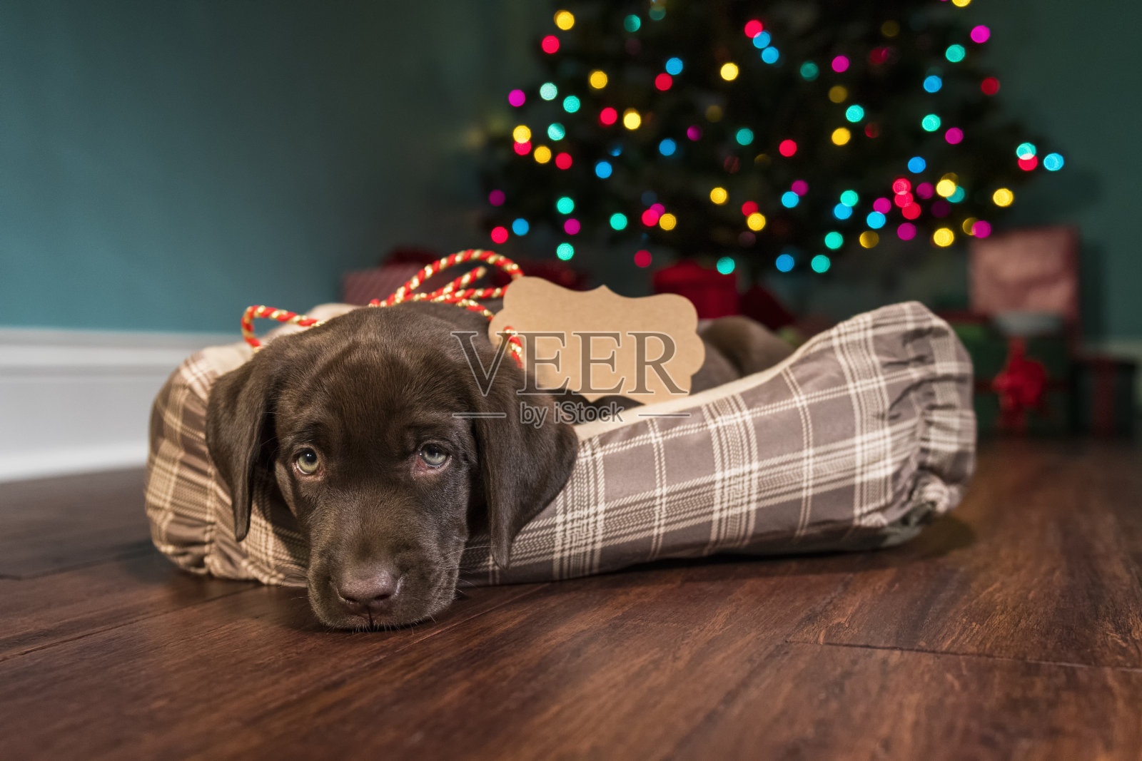 一只可爱的巧克力拉布拉多小狗等待成为某人的圣诞礼物——8周大照片摄影图片
