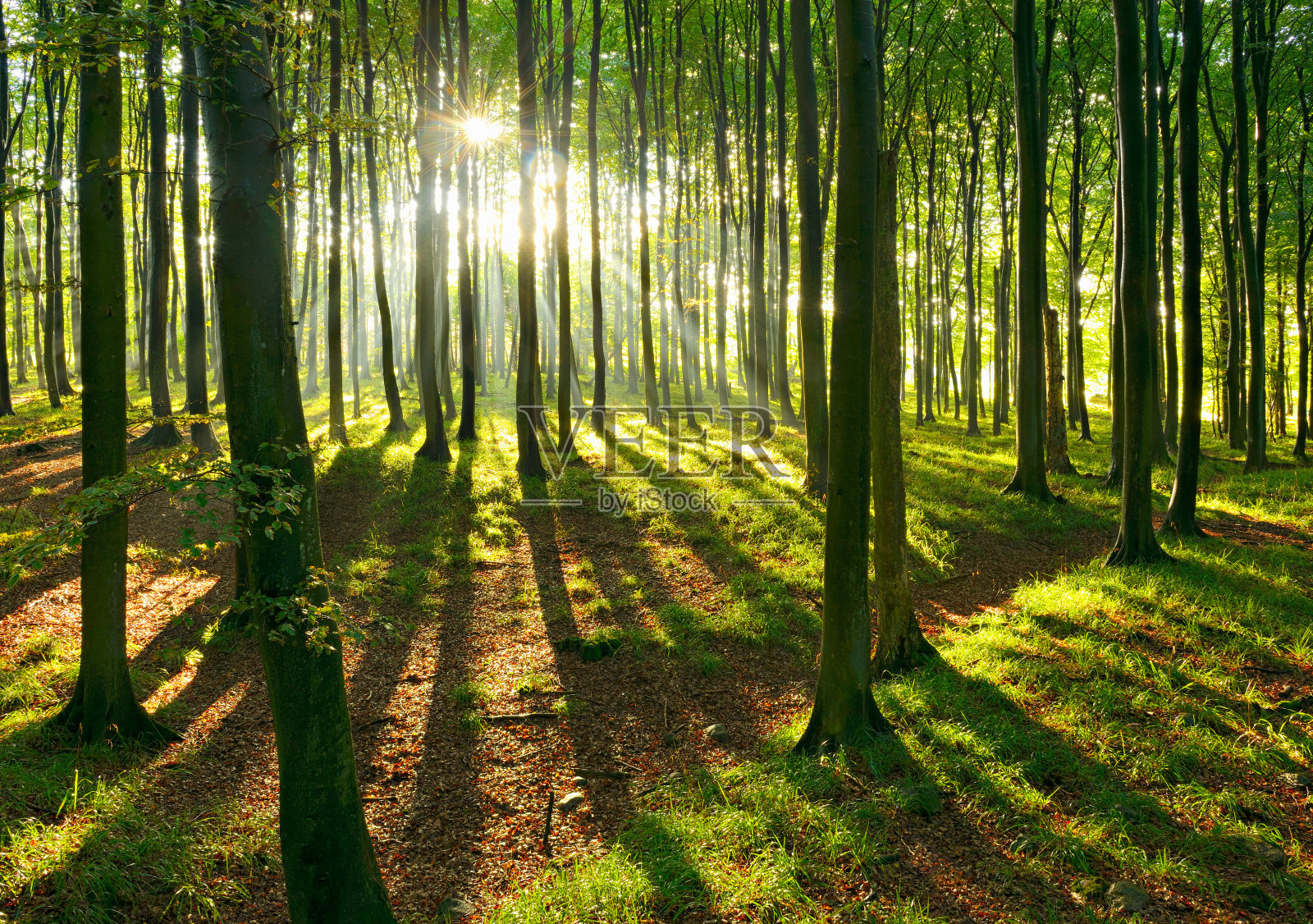 山毛榉树的天然森林，透过雾被阳光照亮照片摄影图片