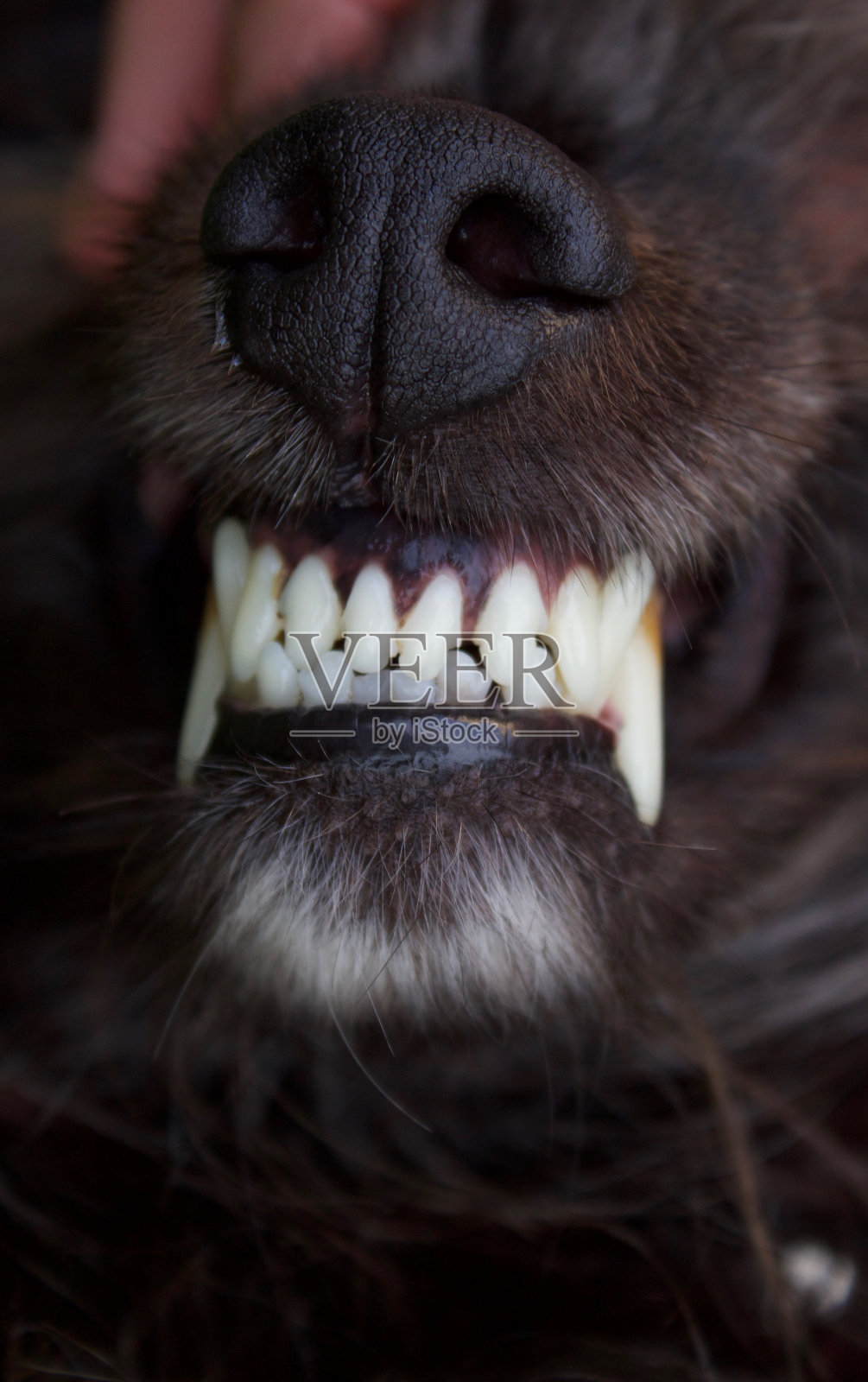 一只咬住牙齿的狗照片摄影图片