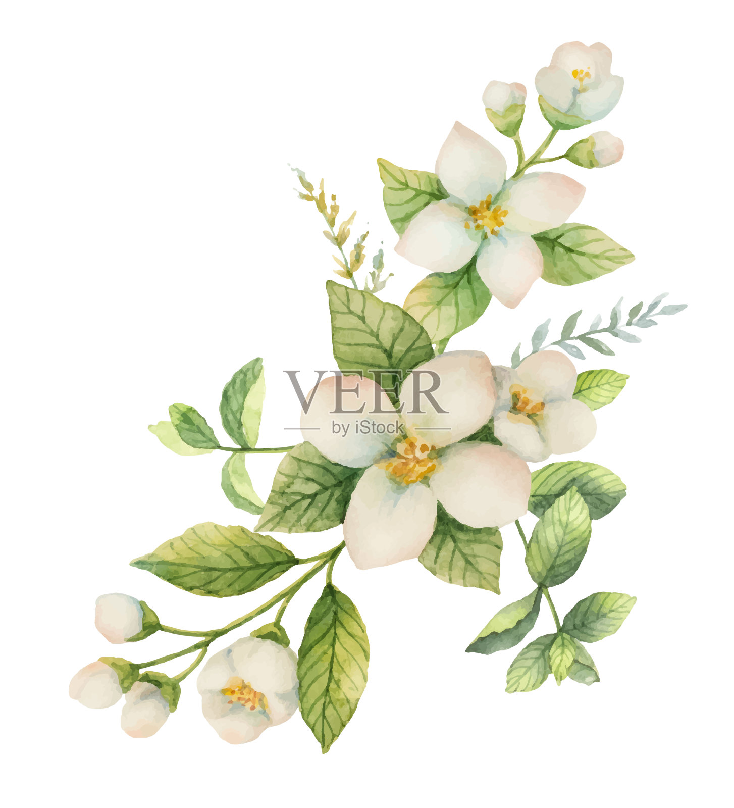 水彩花圈和树枝茉莉孤立在一个白色的背景。插画图片素材