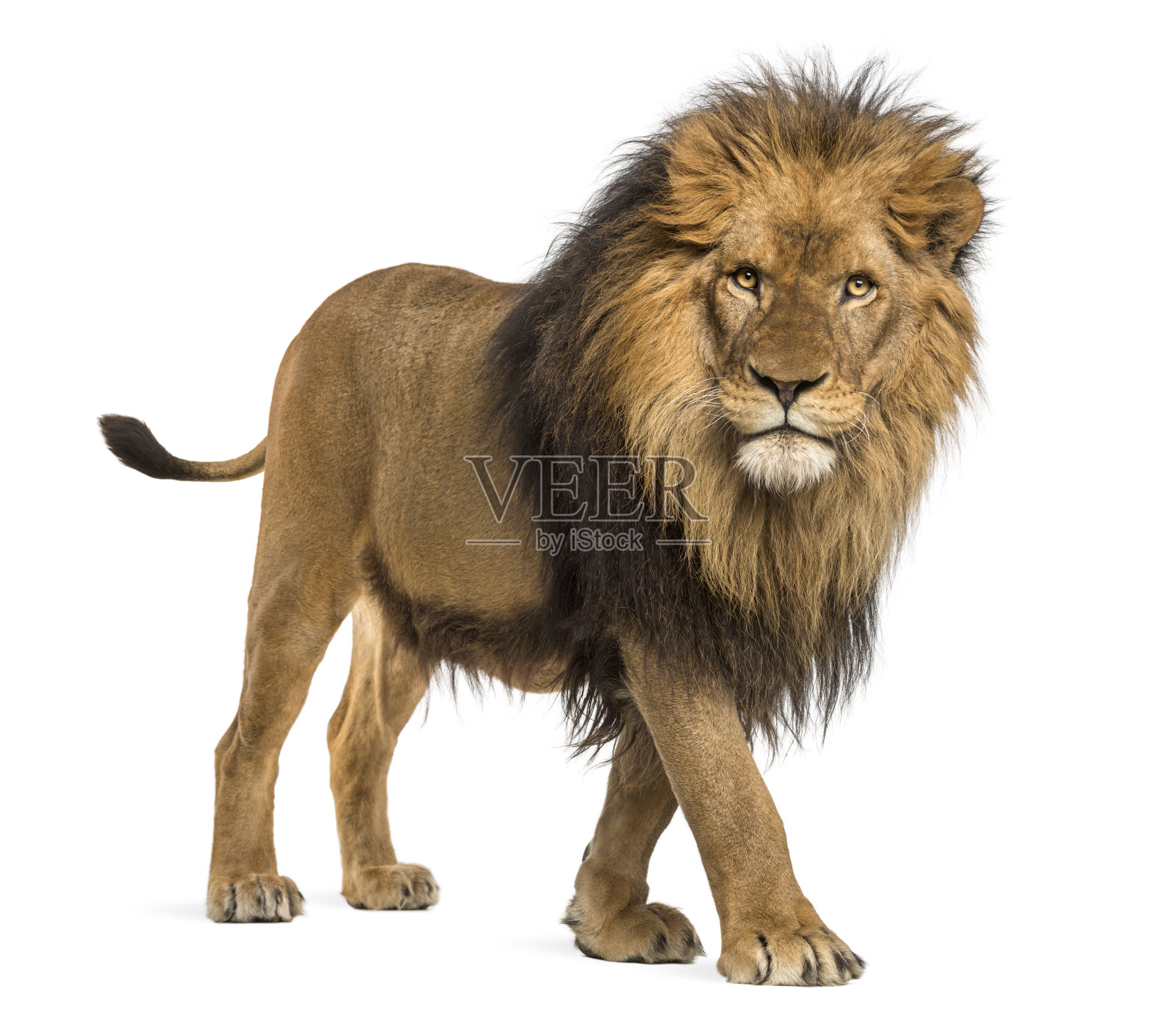 狮子，Panthera Leo，十岁，被隔离在白色照片摄影图片