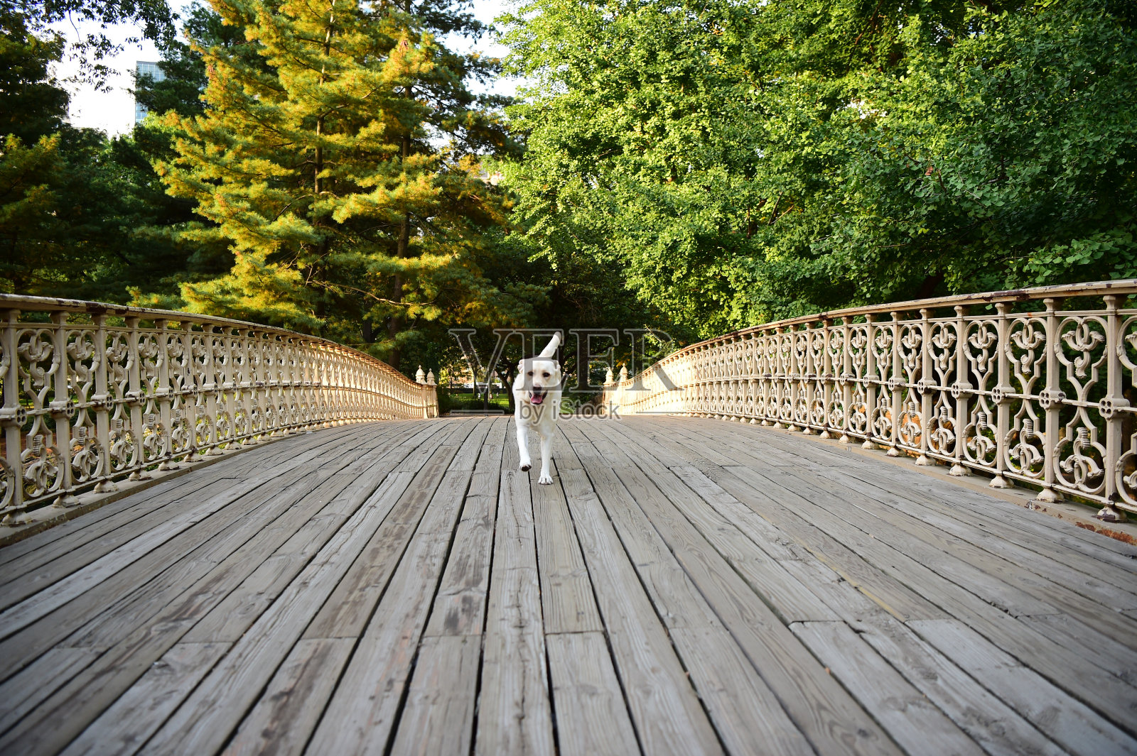 中央公园的拉布拉多寻回犬照片摄影图片