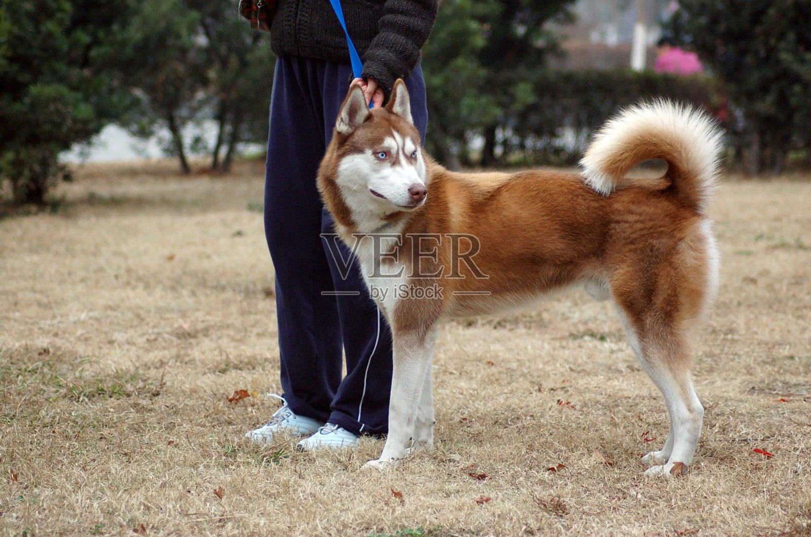 牵引绳是公园里的棕色狗。照片摄影图片